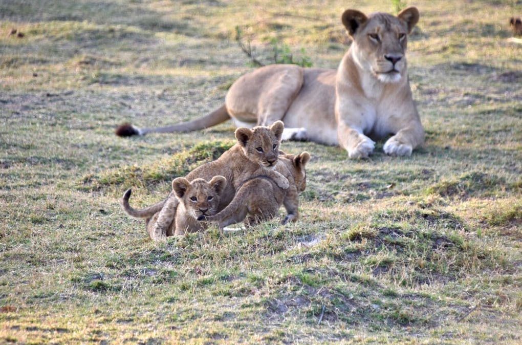Collaborative Lion Conflict Mitigation and Large Landscape Protection