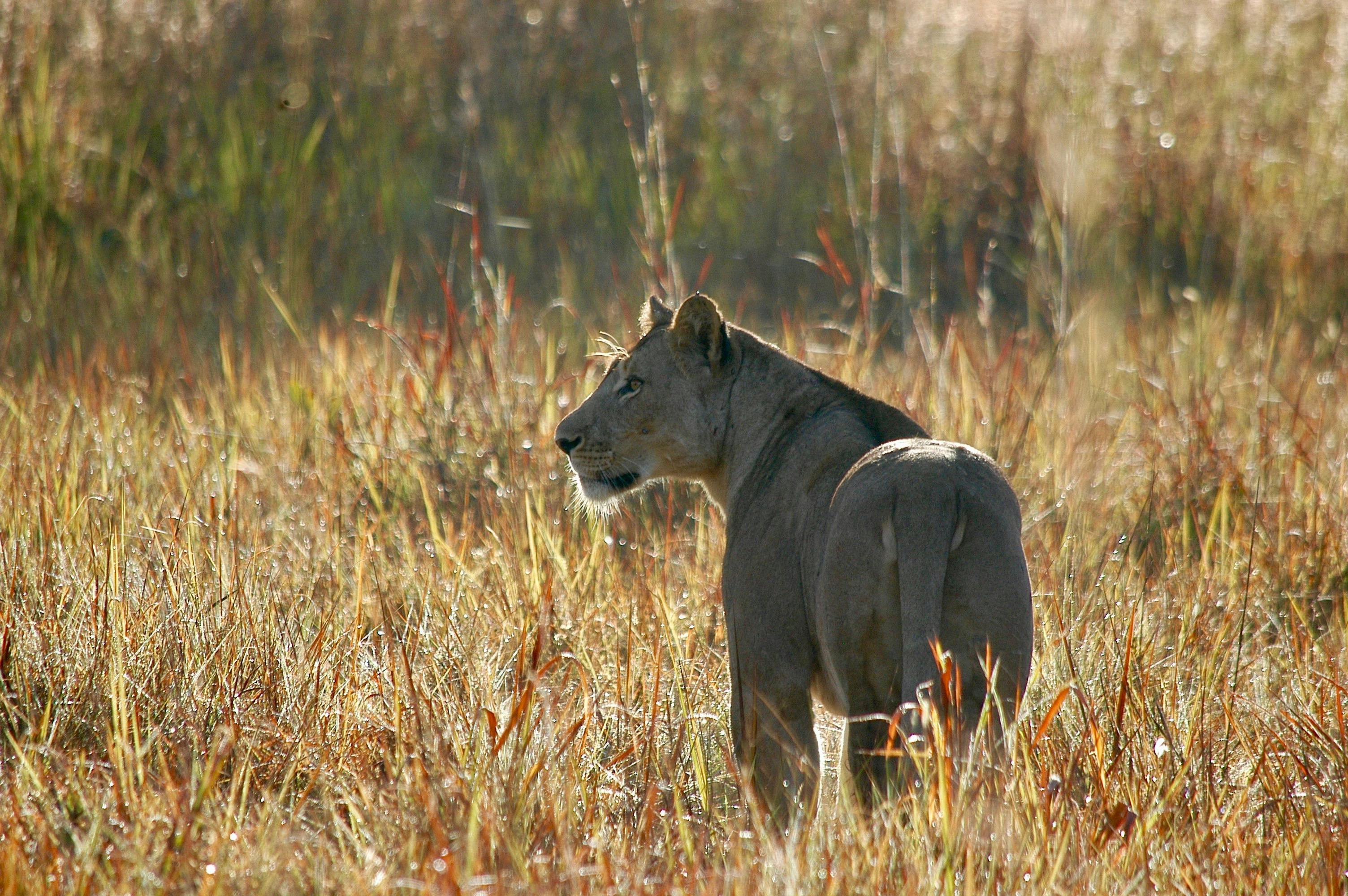 Securing high value areas for large carnivores in Kafue National Park