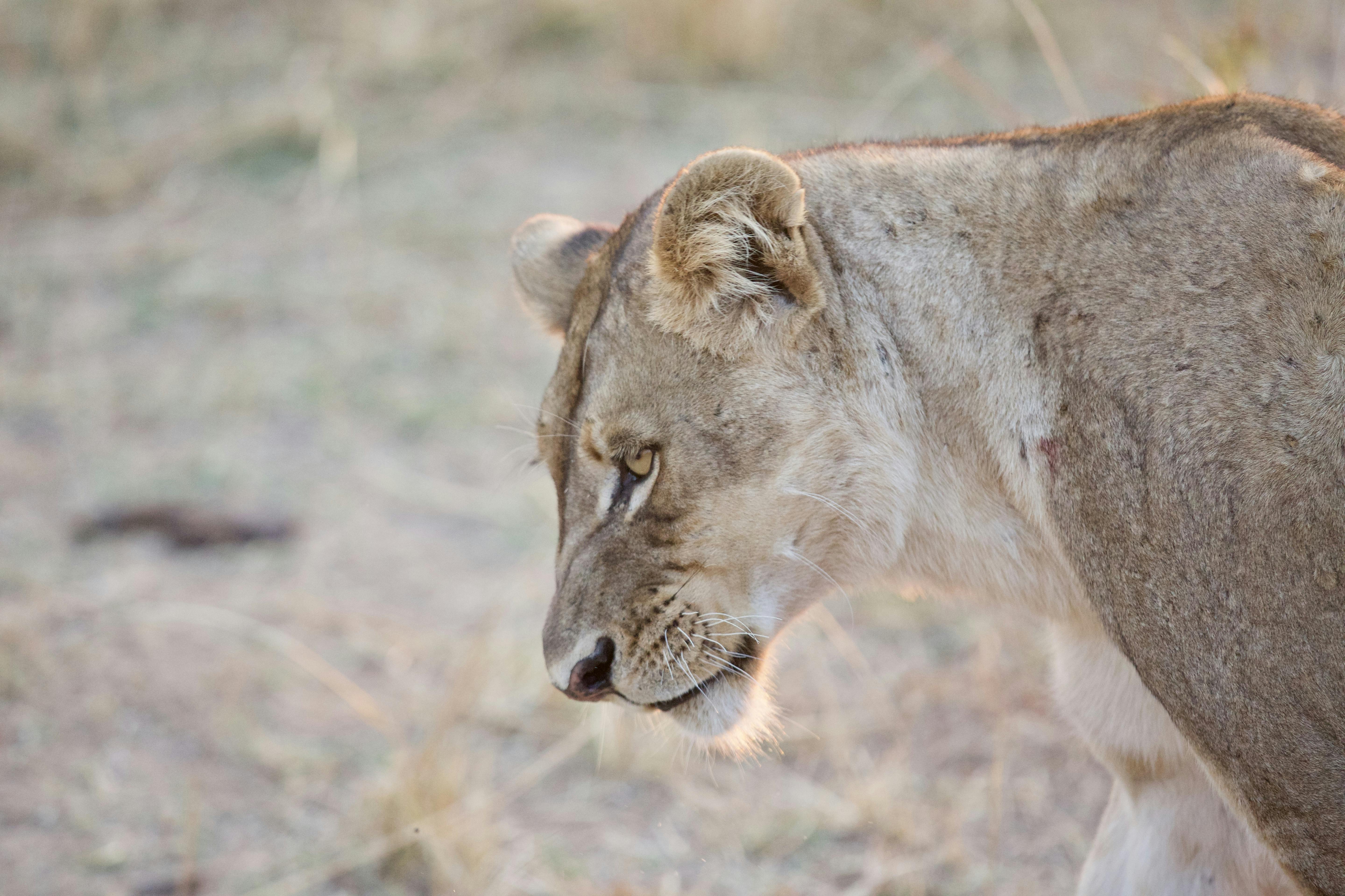Chloe McCormack_lion