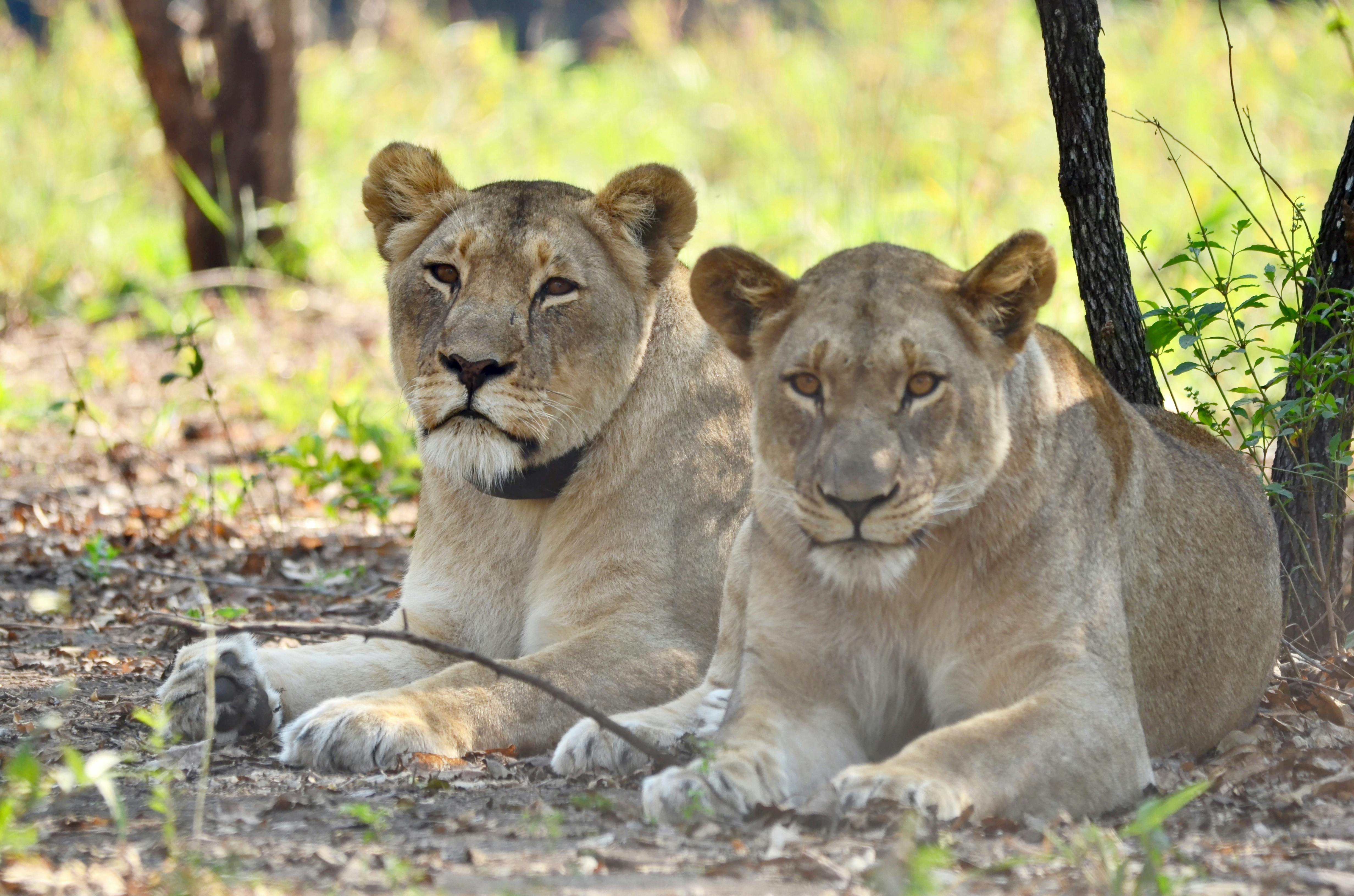 Emergency funding for lion conservation