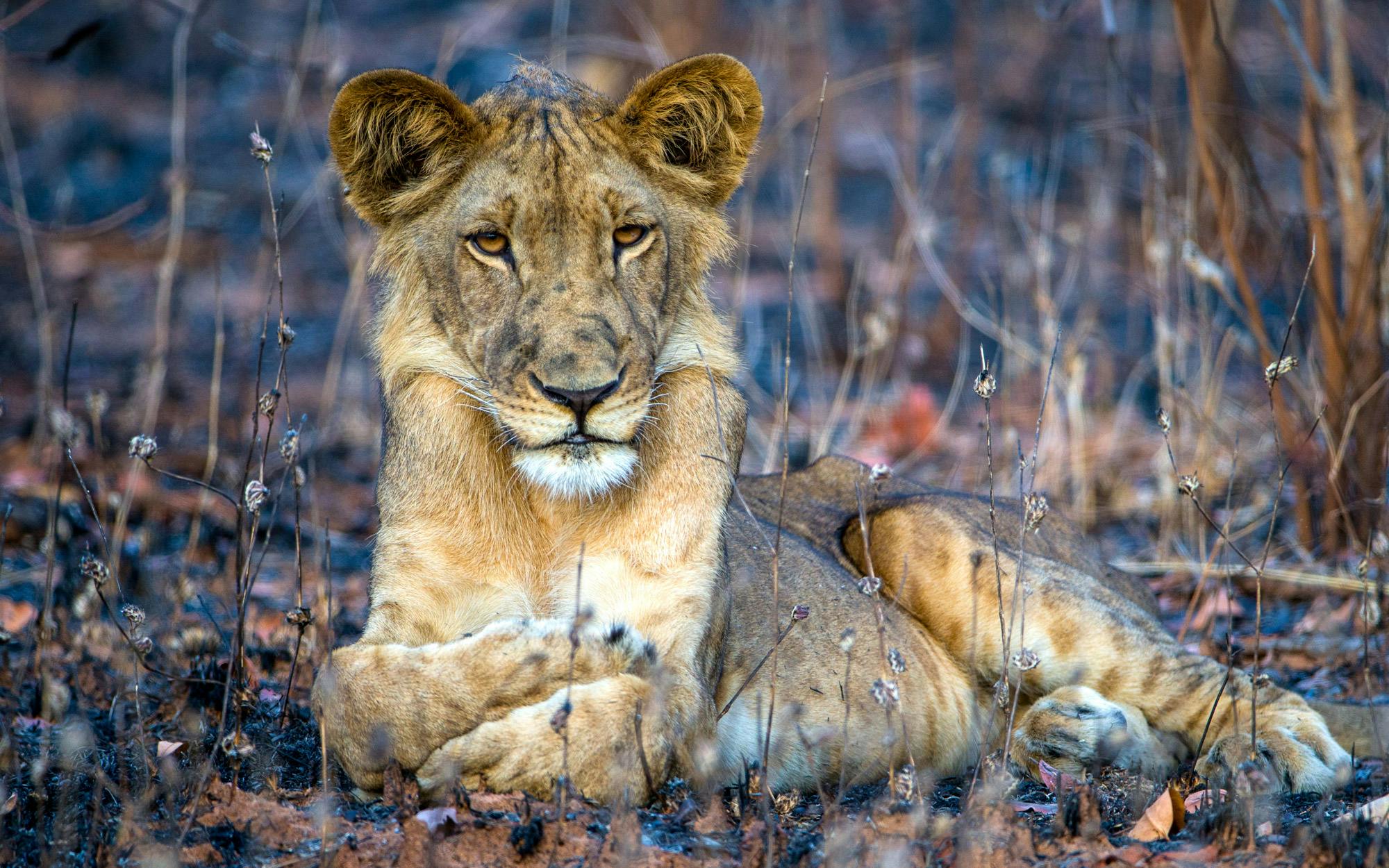 Saving Senegal's last lions