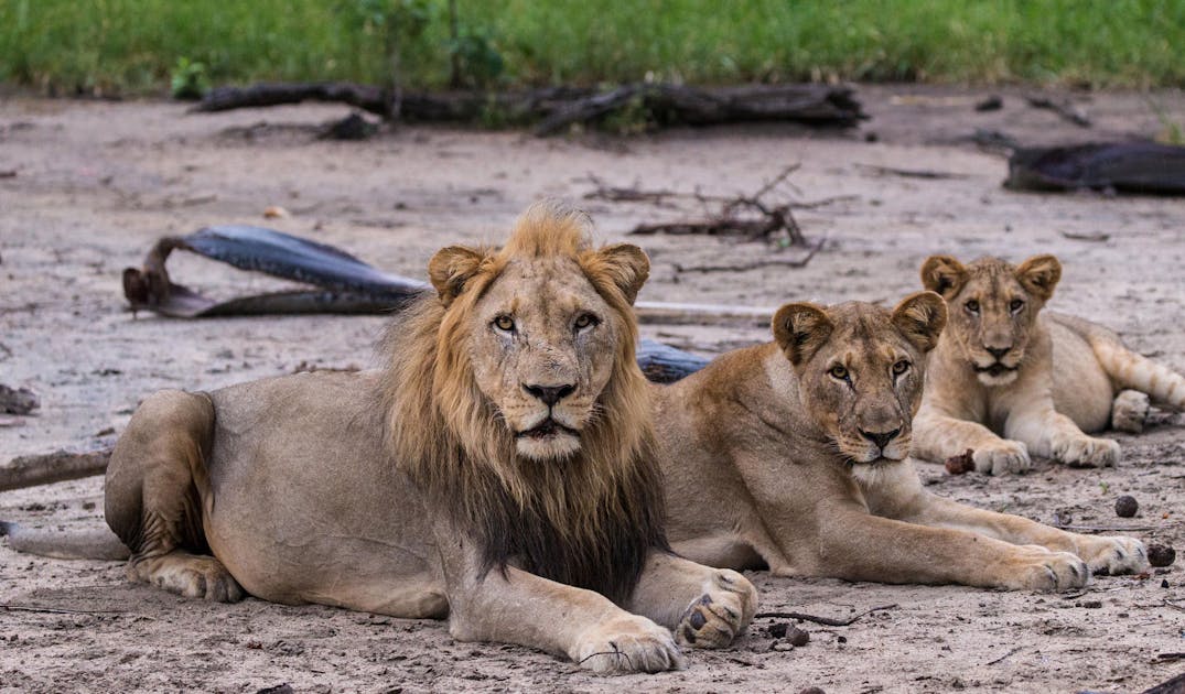 The Lion Recovery Fund Reaches Over $5 million Invested for Lions | Lion Recovery Fund
