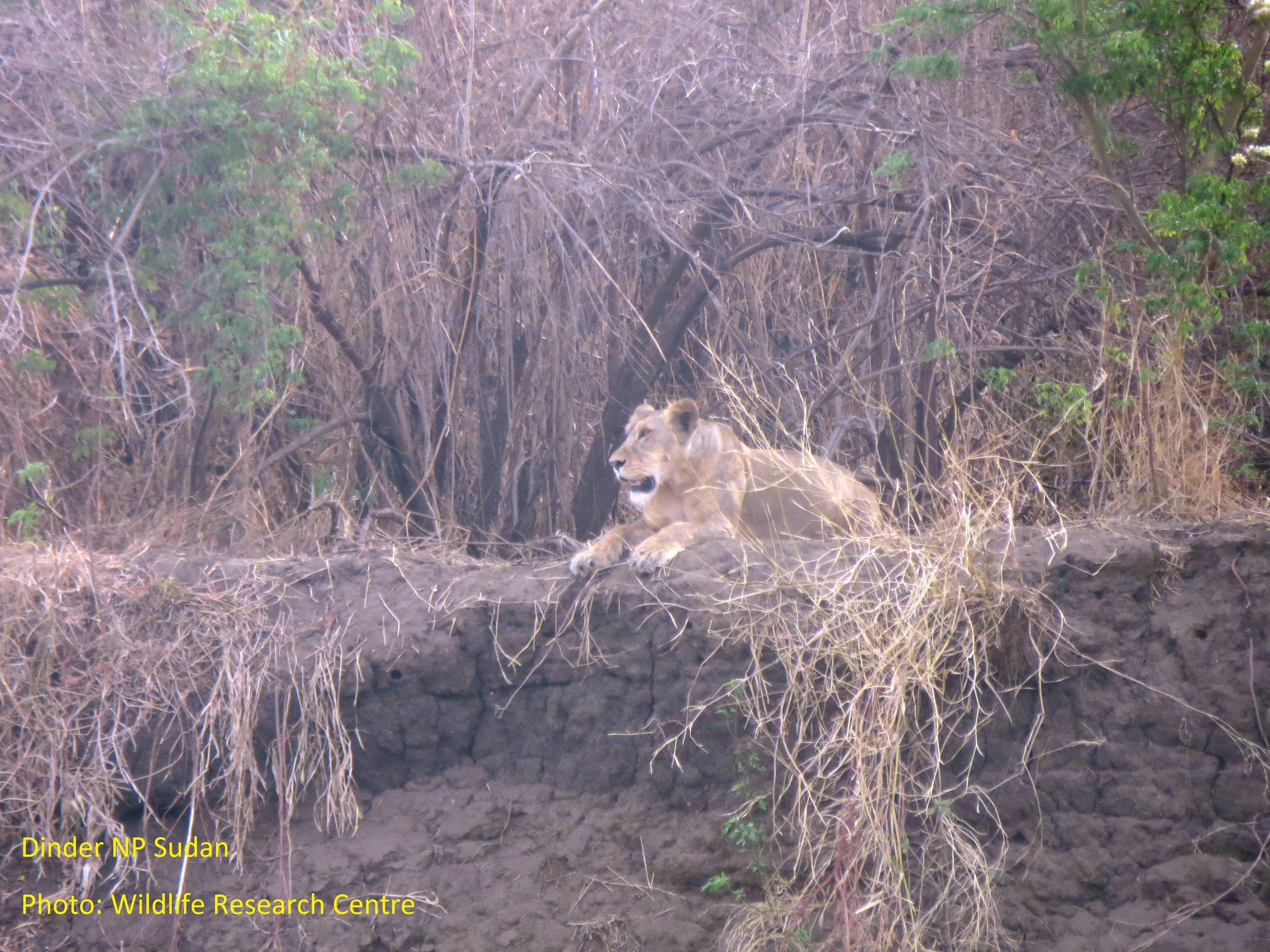 Baseline survey and needs assessment of Sudan's lions