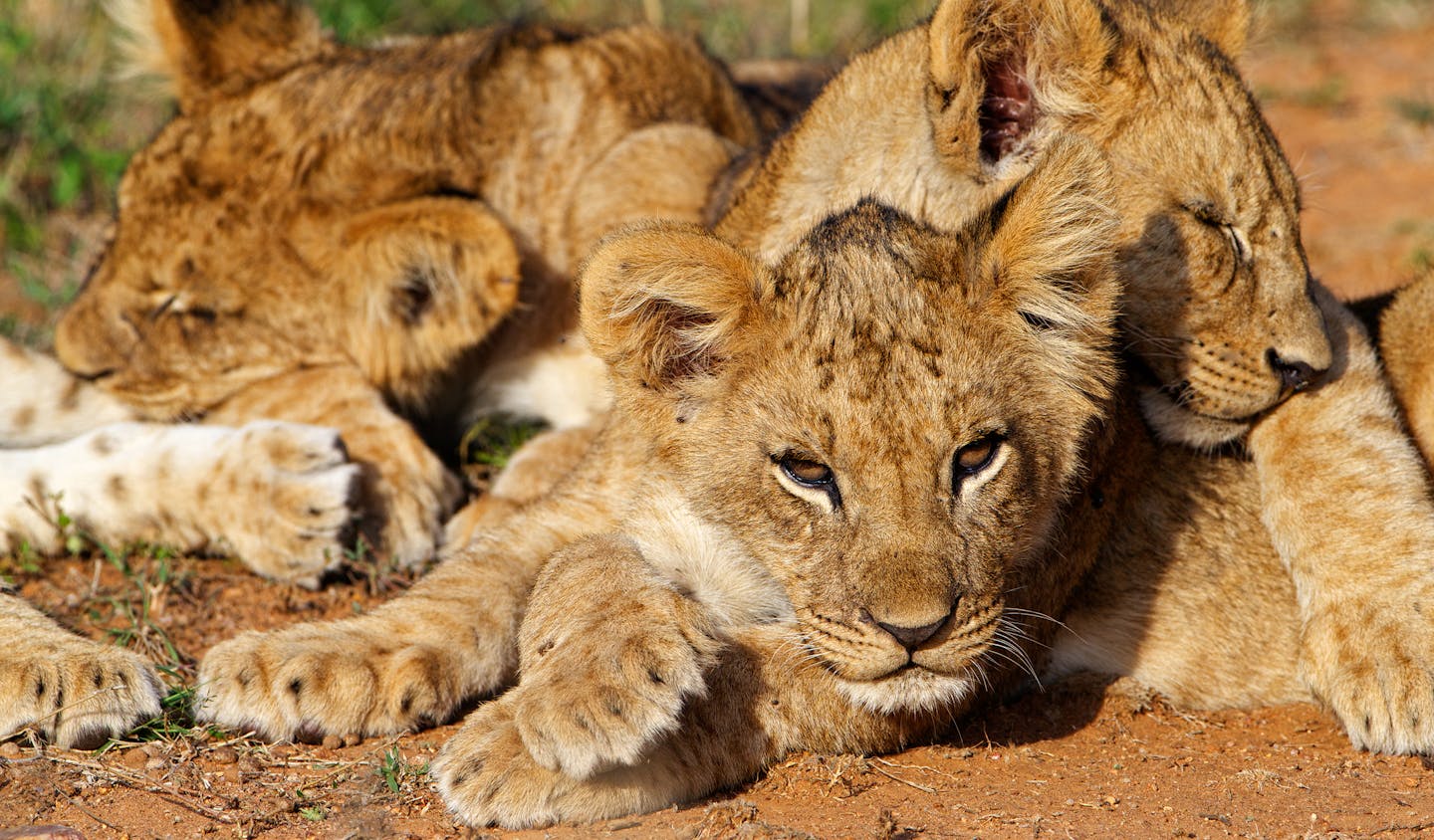 Biology & Behavior | Lion Recovery Fund