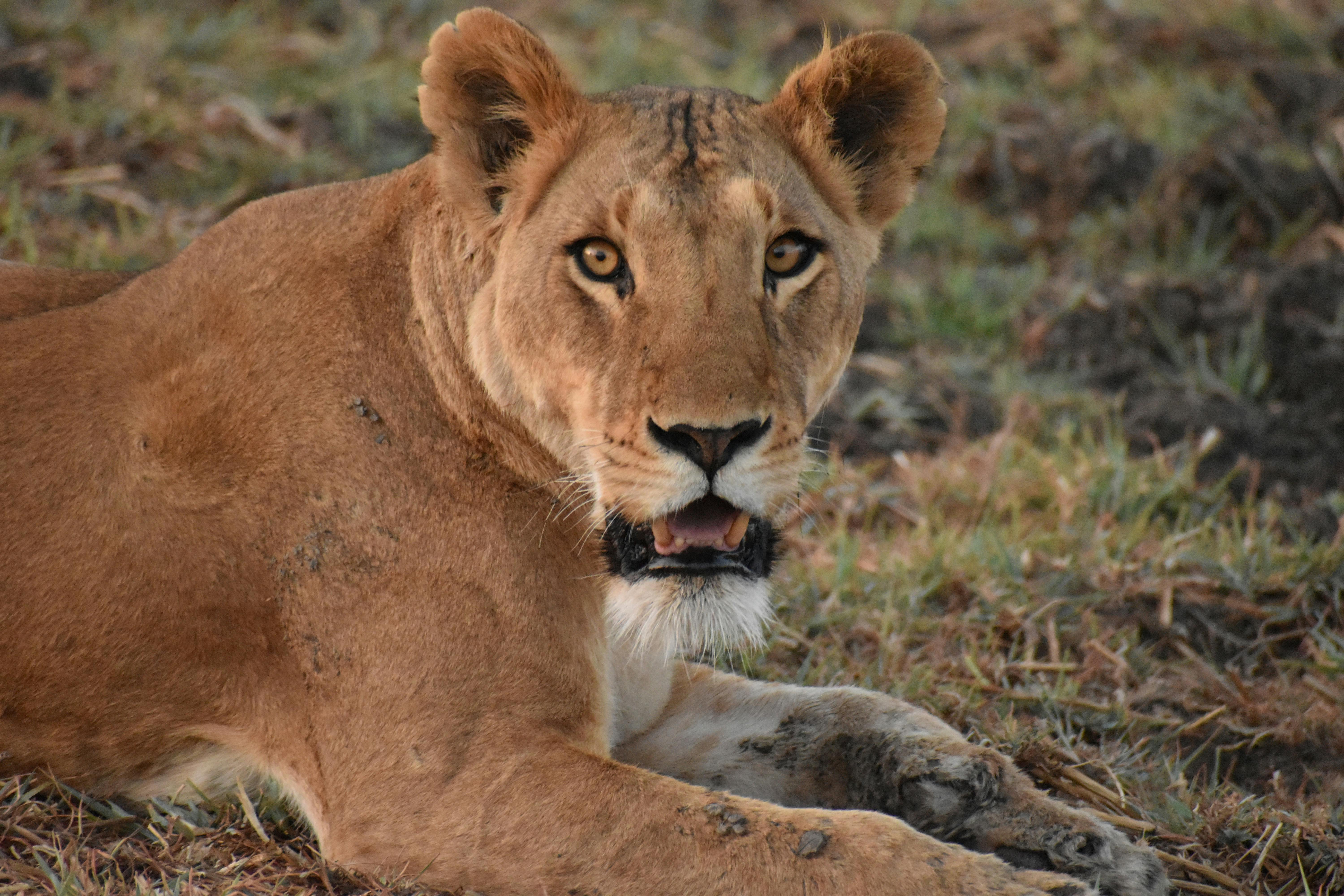 Recent Papers Detailing Guidelines on Lion Reintroductions