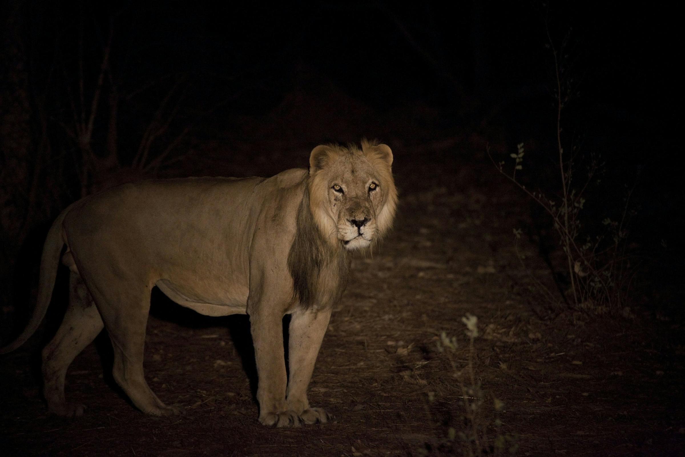 West African Lions Recovering from the Brink