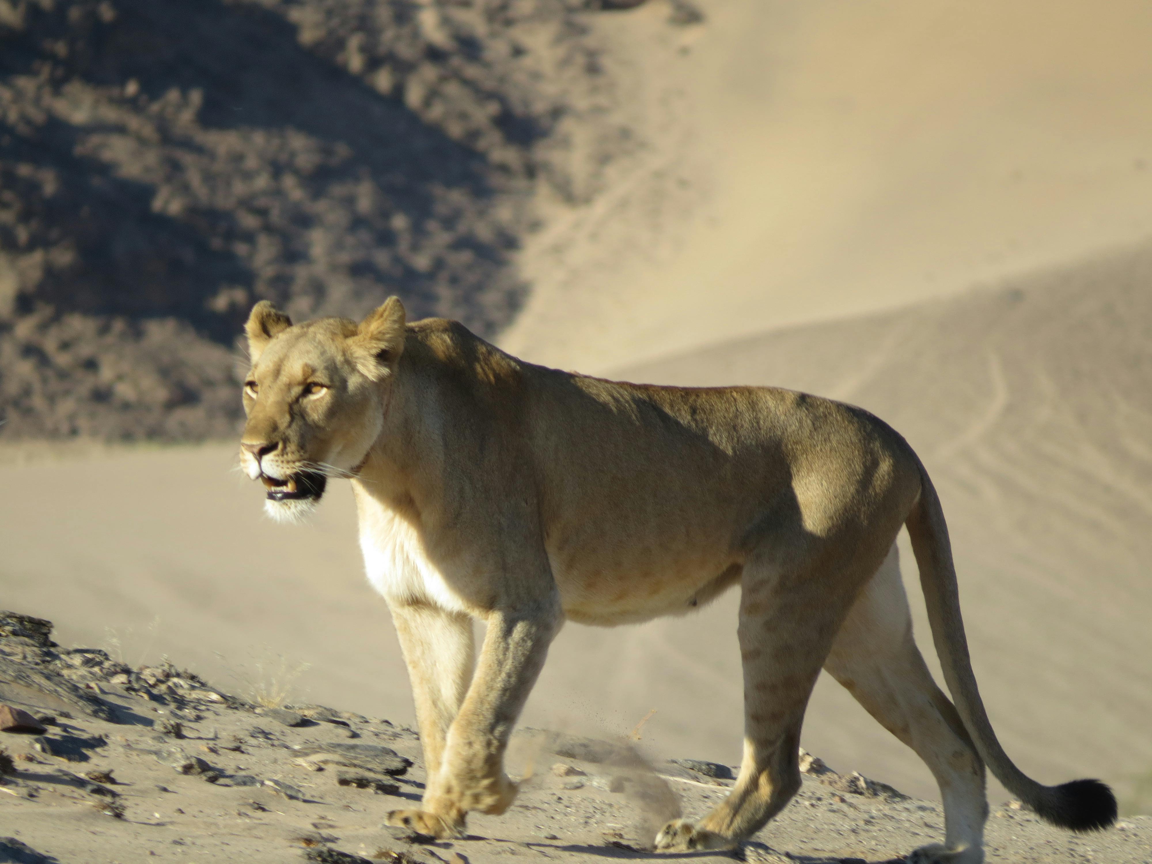 Reducing human-lion conflict in northwest Namibia
