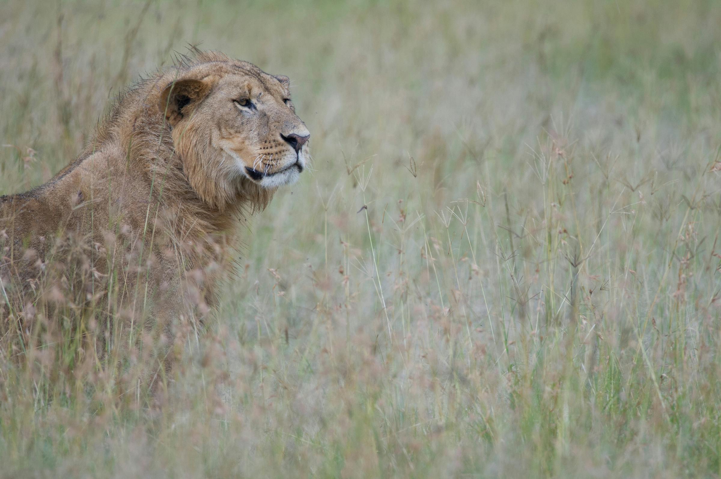 Tackling human-lion conflict in the Maasai Mara ecosystem