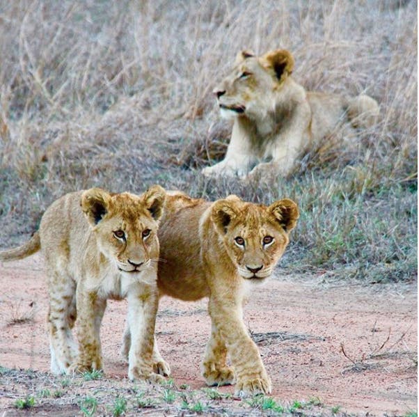 Creating an African lion database to coordinate conservationists