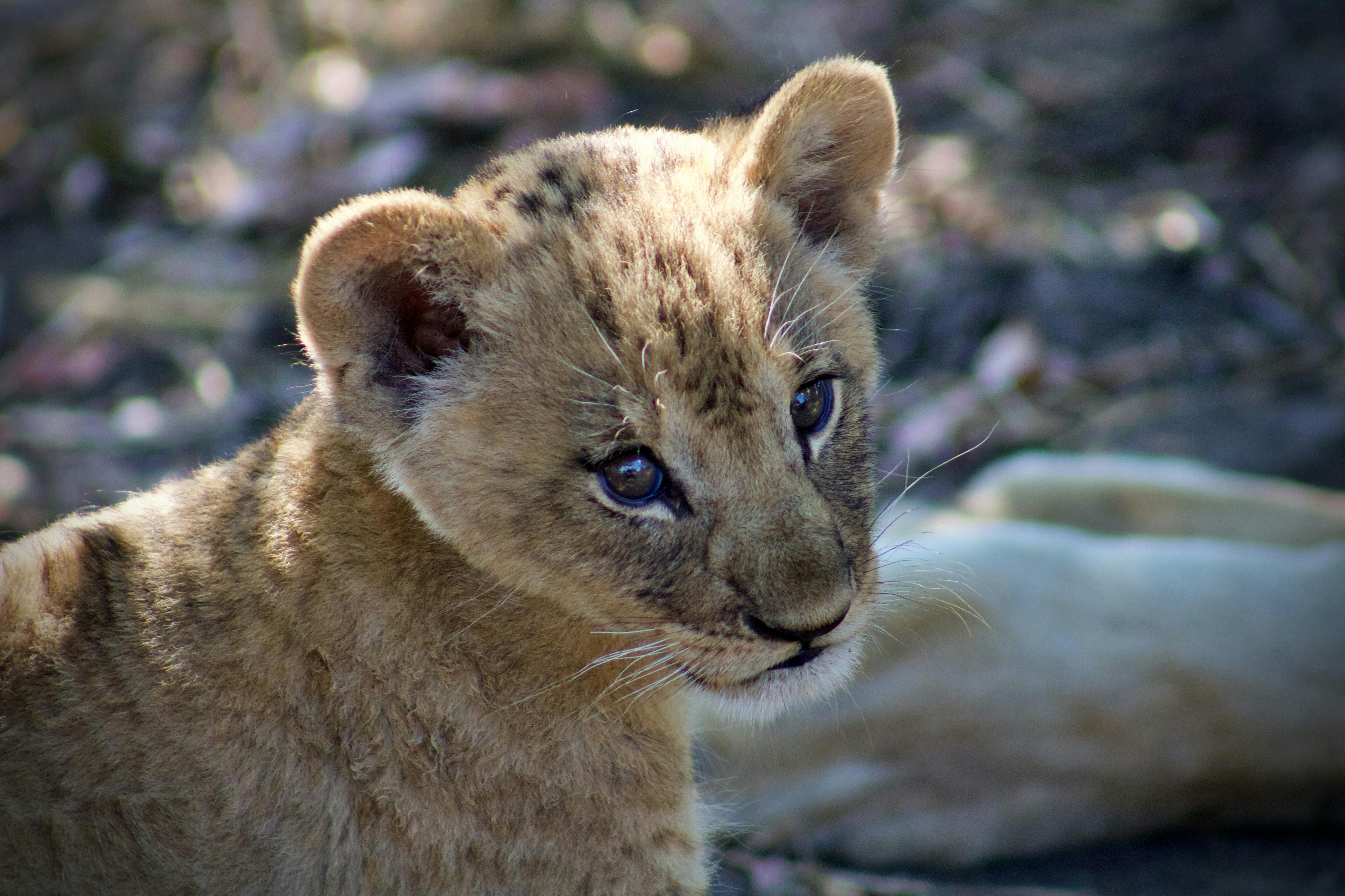 New Cub in Malawi’s Liwonde NP is the First in Decades