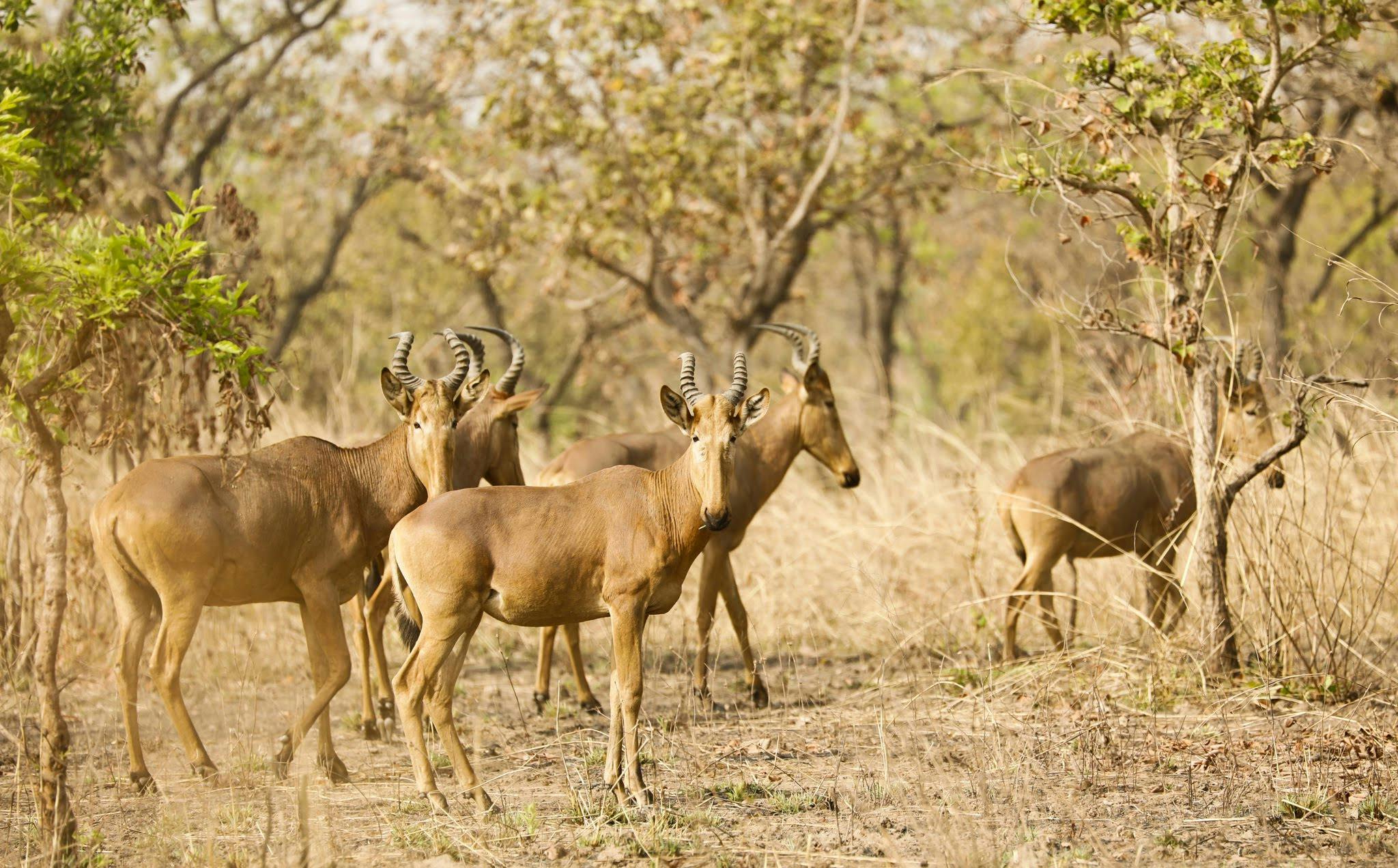 Diverse, beautiful, threatened Cameroon | Lion Recovery Fund