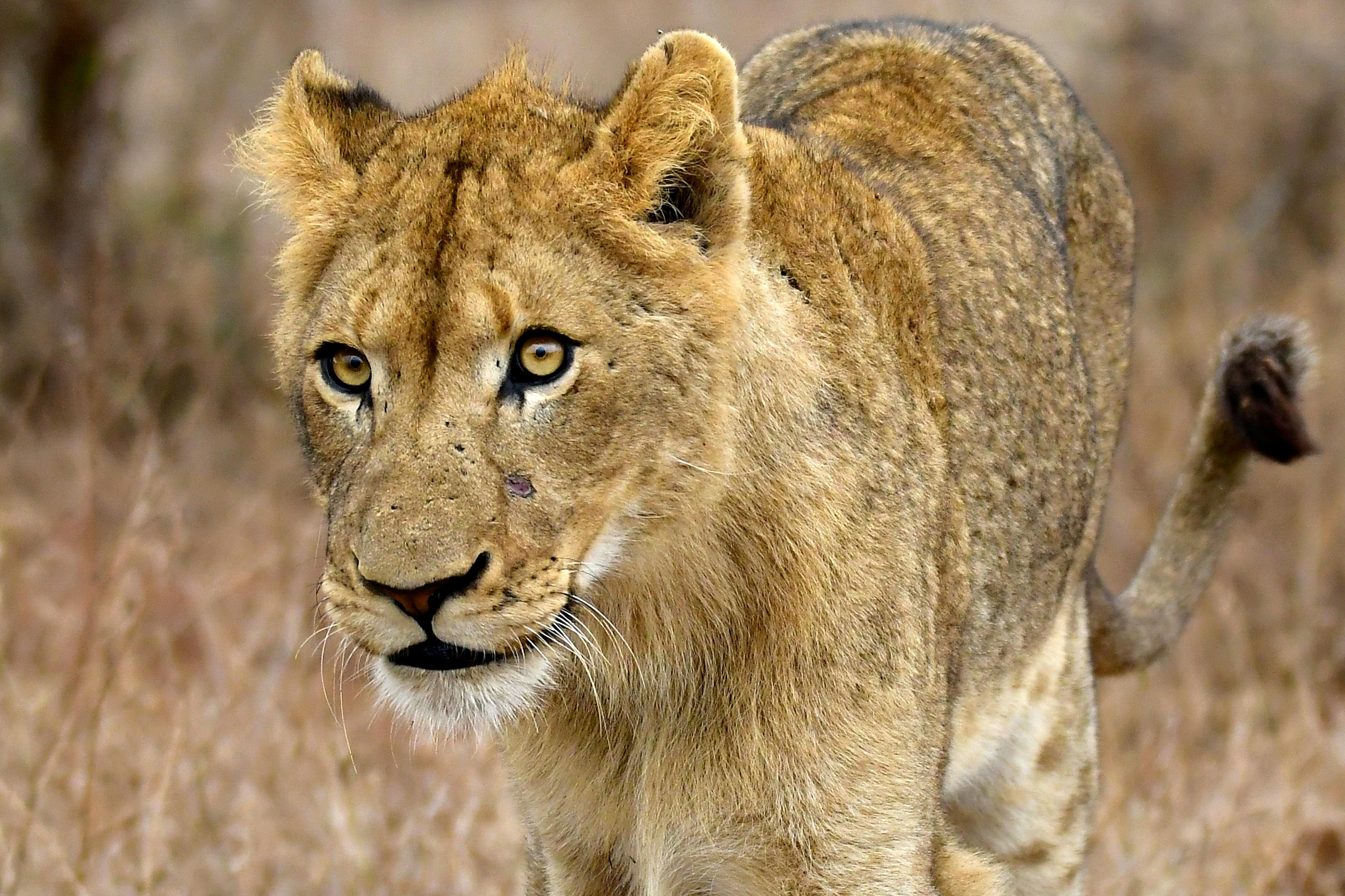 Investigating the presence of West African lions in Sierra Leone