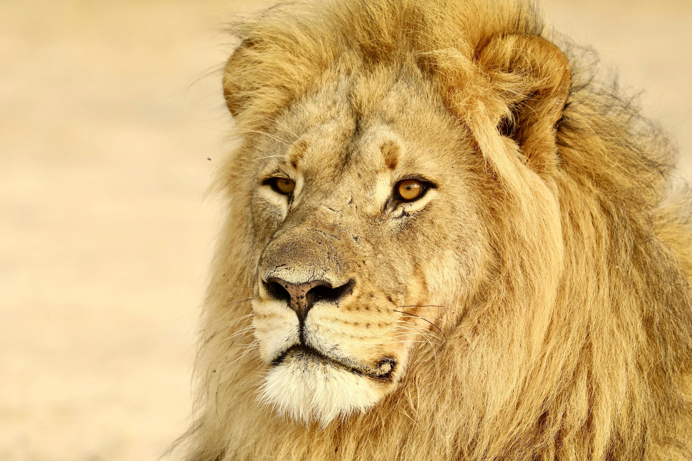 Enhancing Lion Protection in Southern Kenya