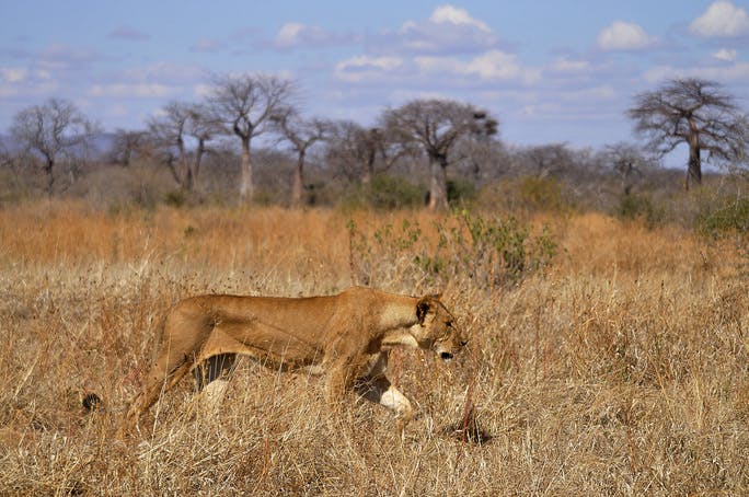 Investigating lion distribution and conservation threats in Tanzania’s Selous landscape