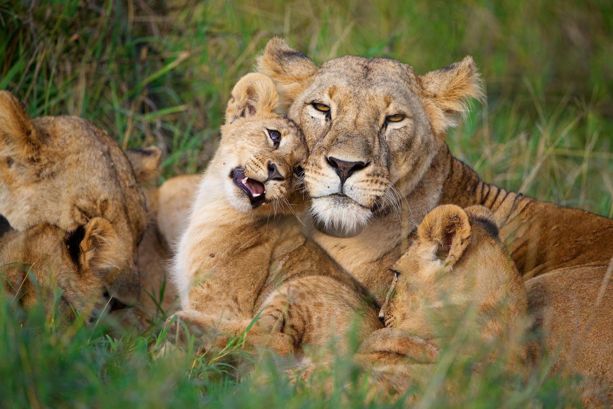 8 Ways to Give Back to Lions