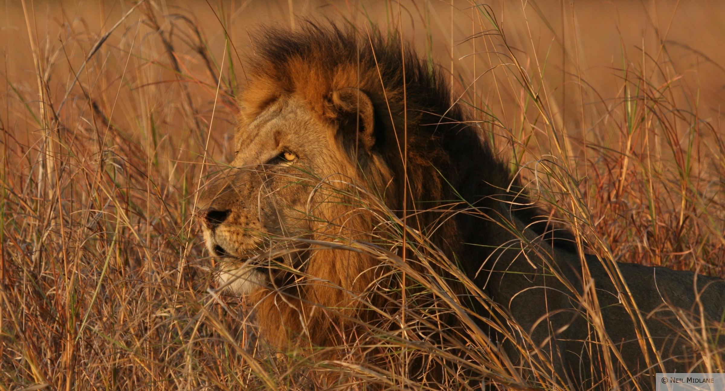 Dr. Peter Lindsey Discusses Lions on Beyond the Lens
