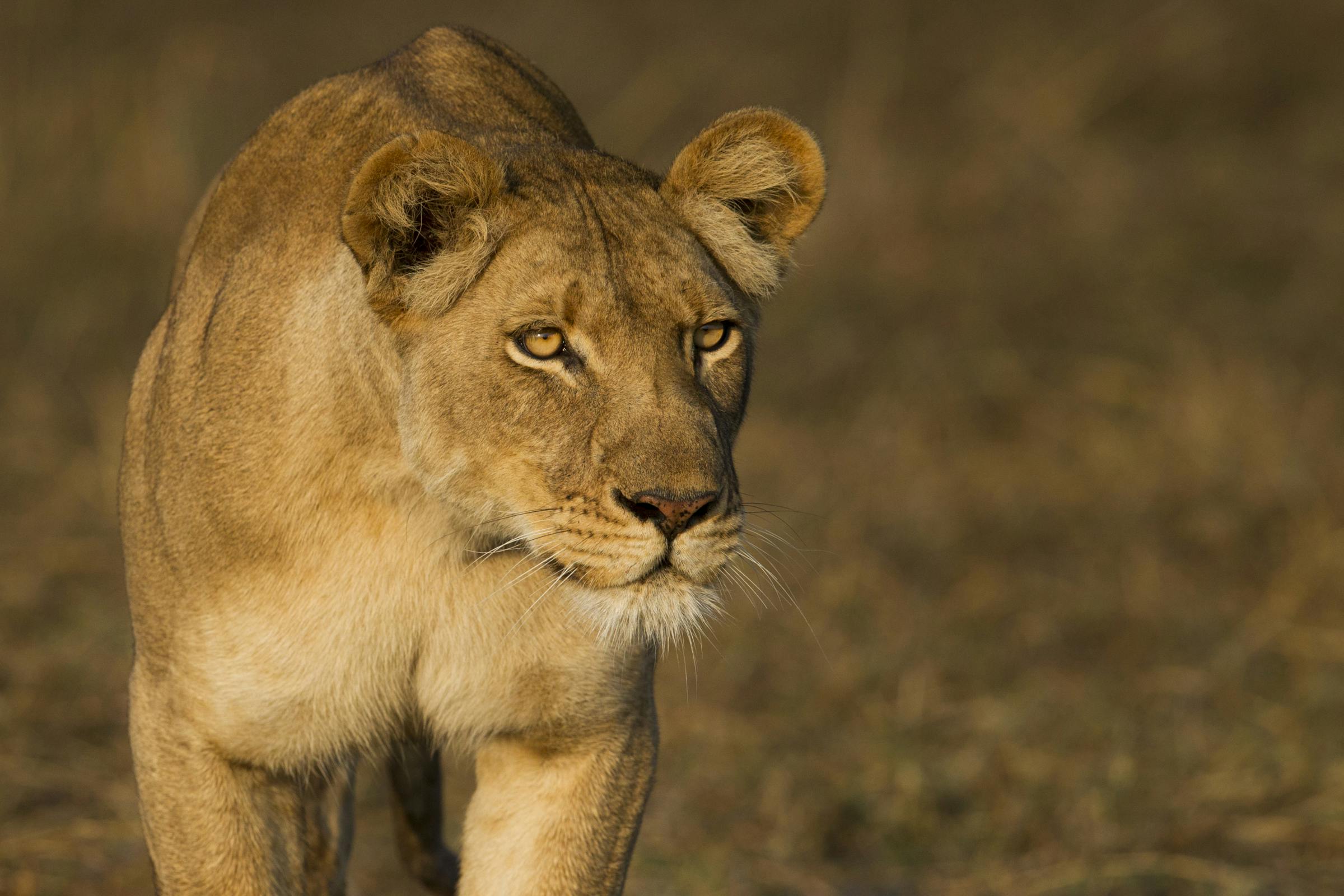 Recovering West African Lion Populations