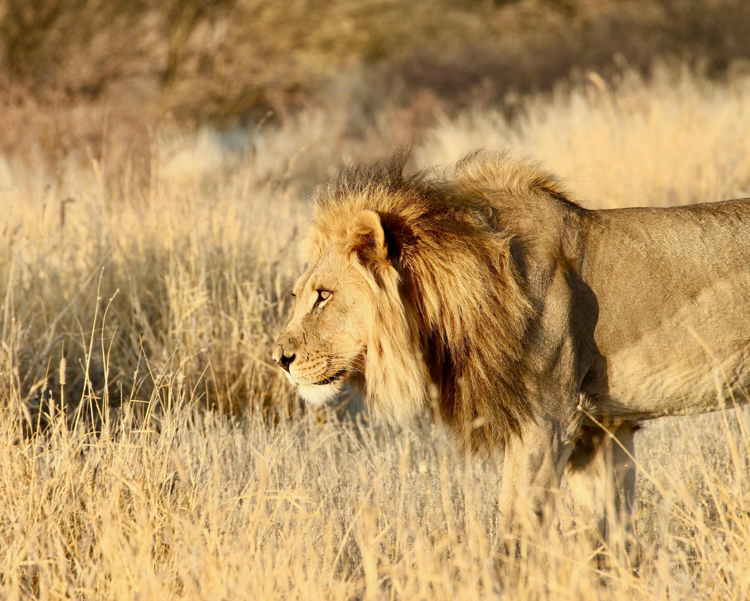Tackling human-lion conflict in the Chobe Enclave   