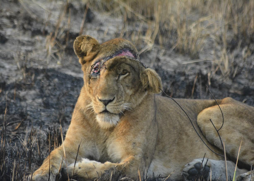 Bushmeat Poaching And Snaring In Queen Elizabeth National Park, Uganda ...