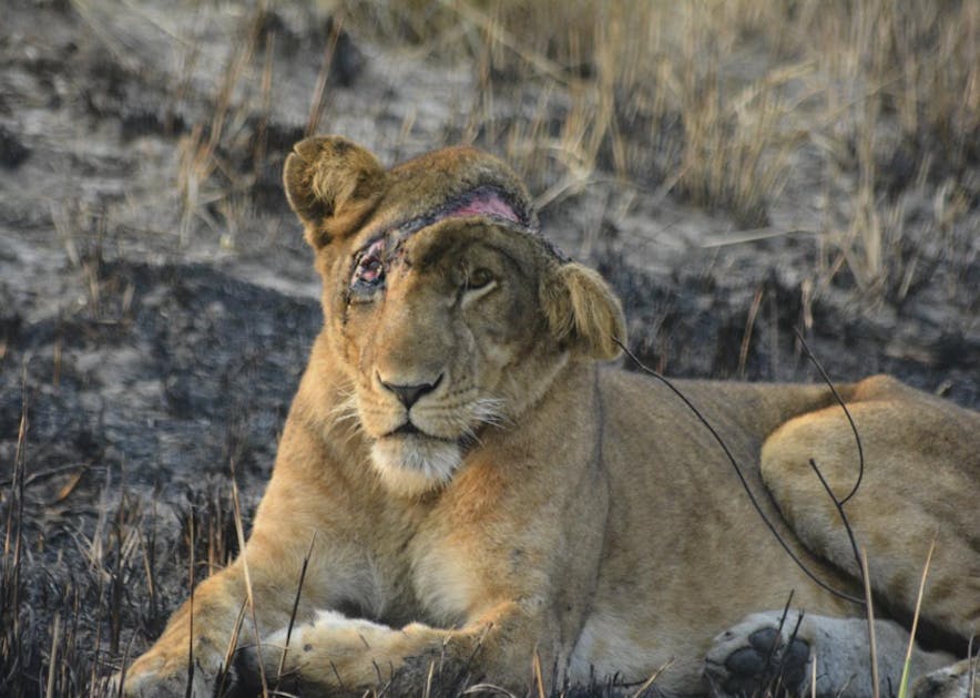 Bushmeat Poaching and Snaring in Queen Elizabeth National Park, Uganda