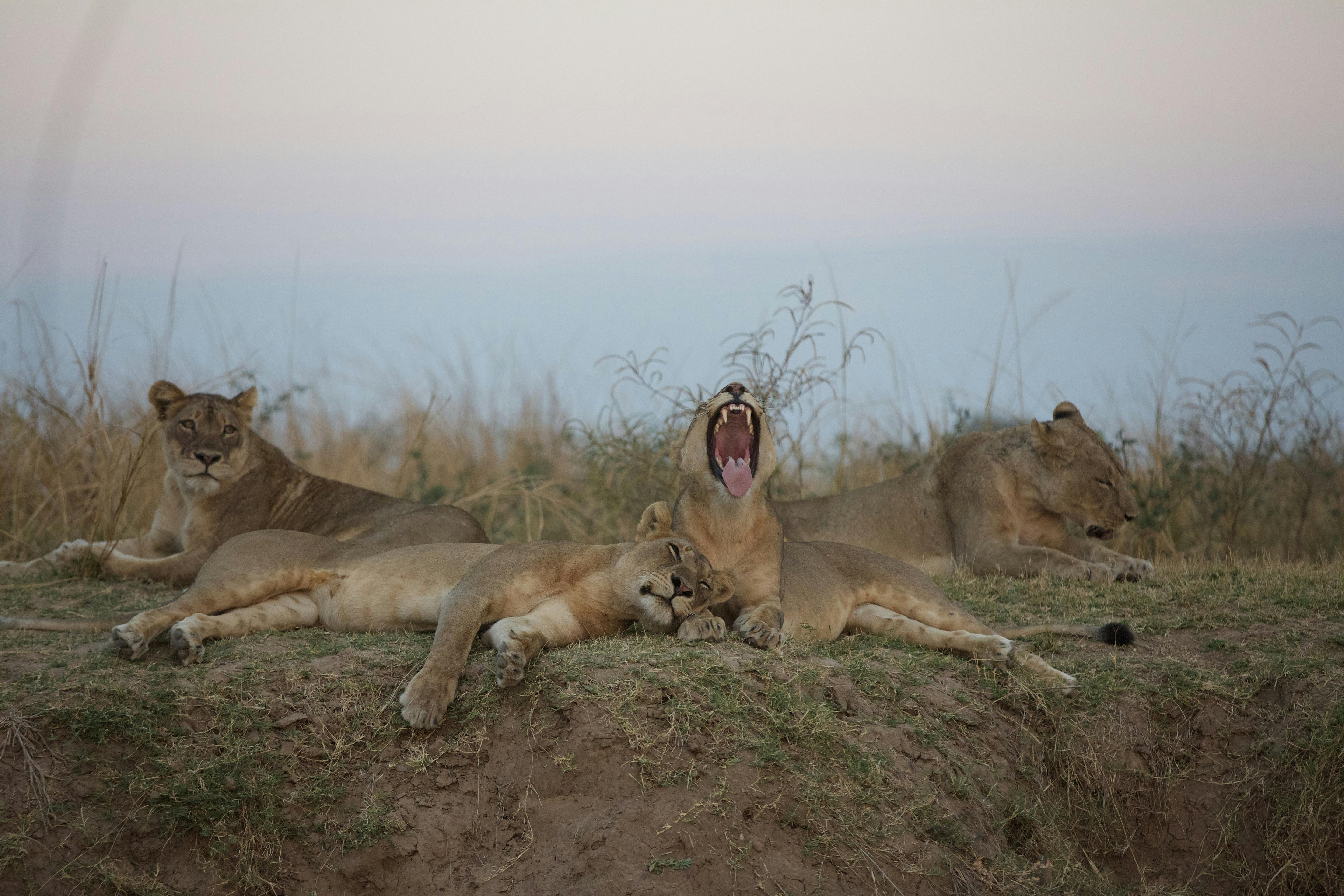 Chloe McCormack_lions