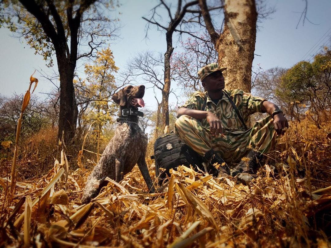 Using Dog Tracking Units to Curb Zambia's Big Cat and Bushmeat Trade