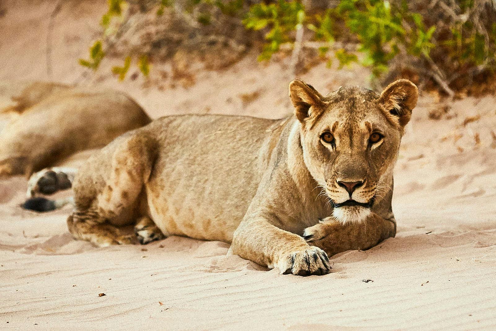 Recovering Lions in Southern Africa’s Forgotten Corner 