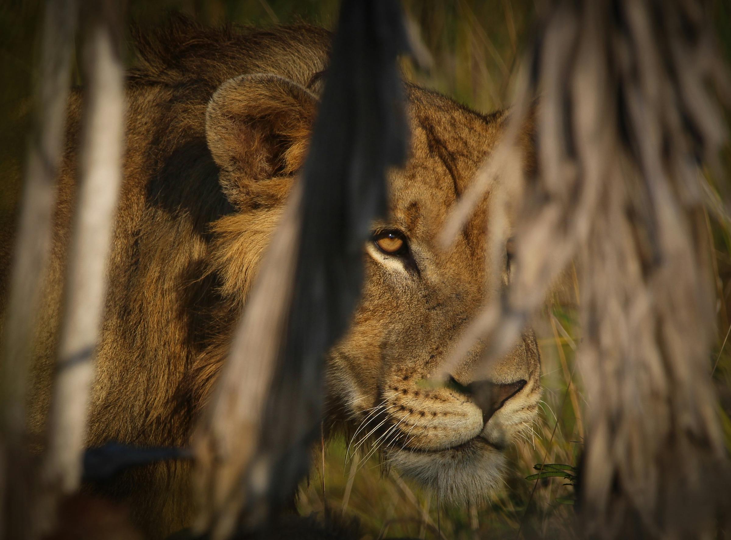 Promoting lion recovery in the Zambezi Delta of Mozambique 