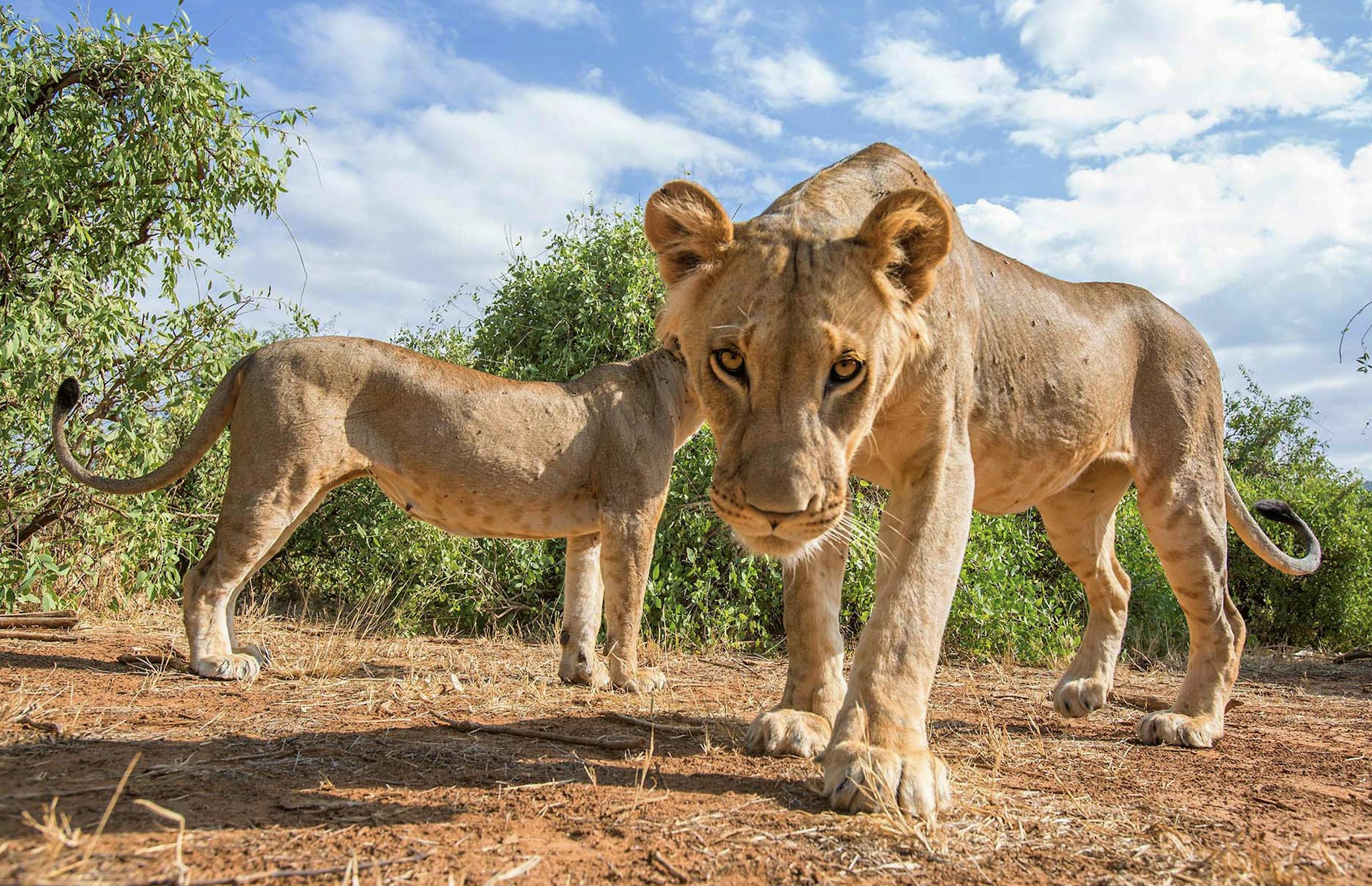 Watch Dr. Peter Lindsey's Closer Look on Lions in Central Africa