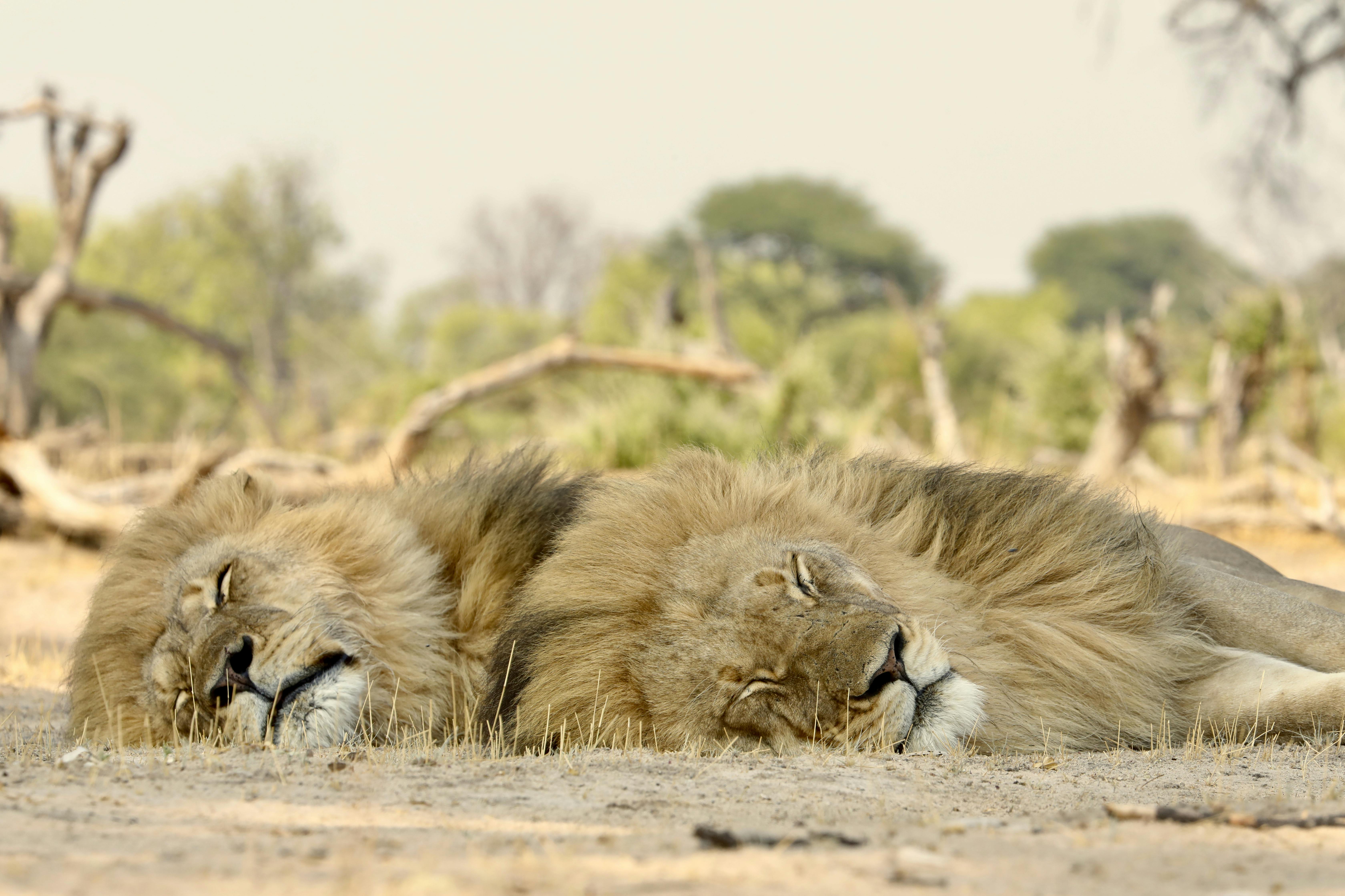 Surveying lions in the Zambezi Valley