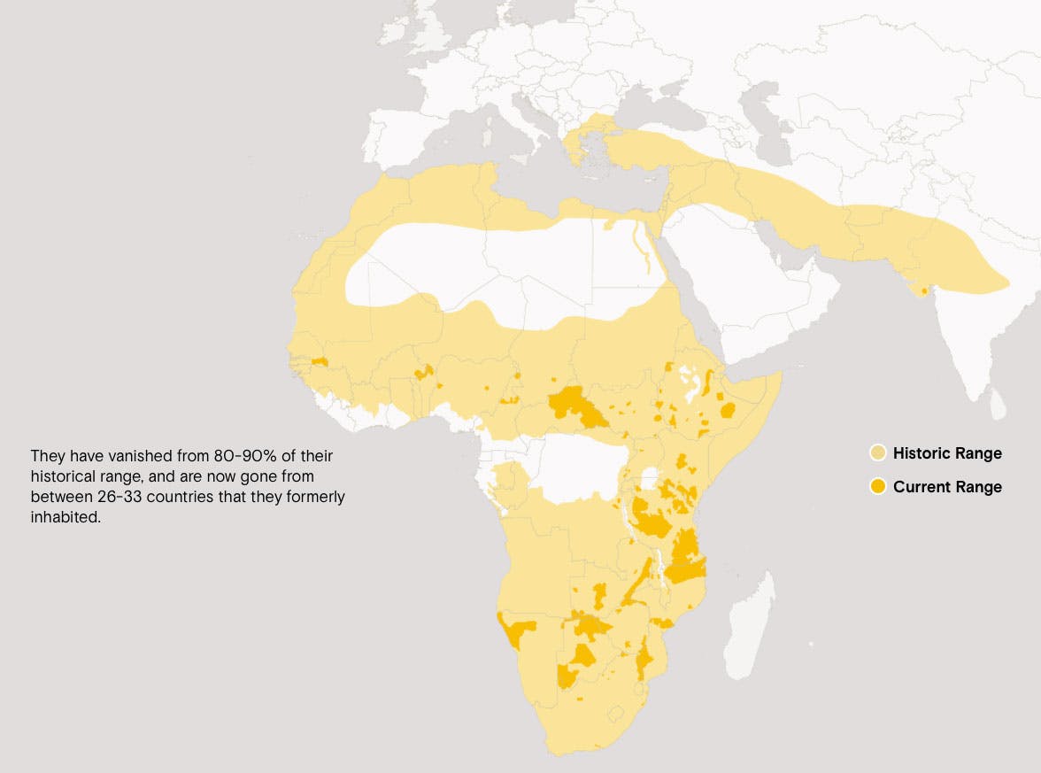 Distribution & Status | Lion Recovery Fund