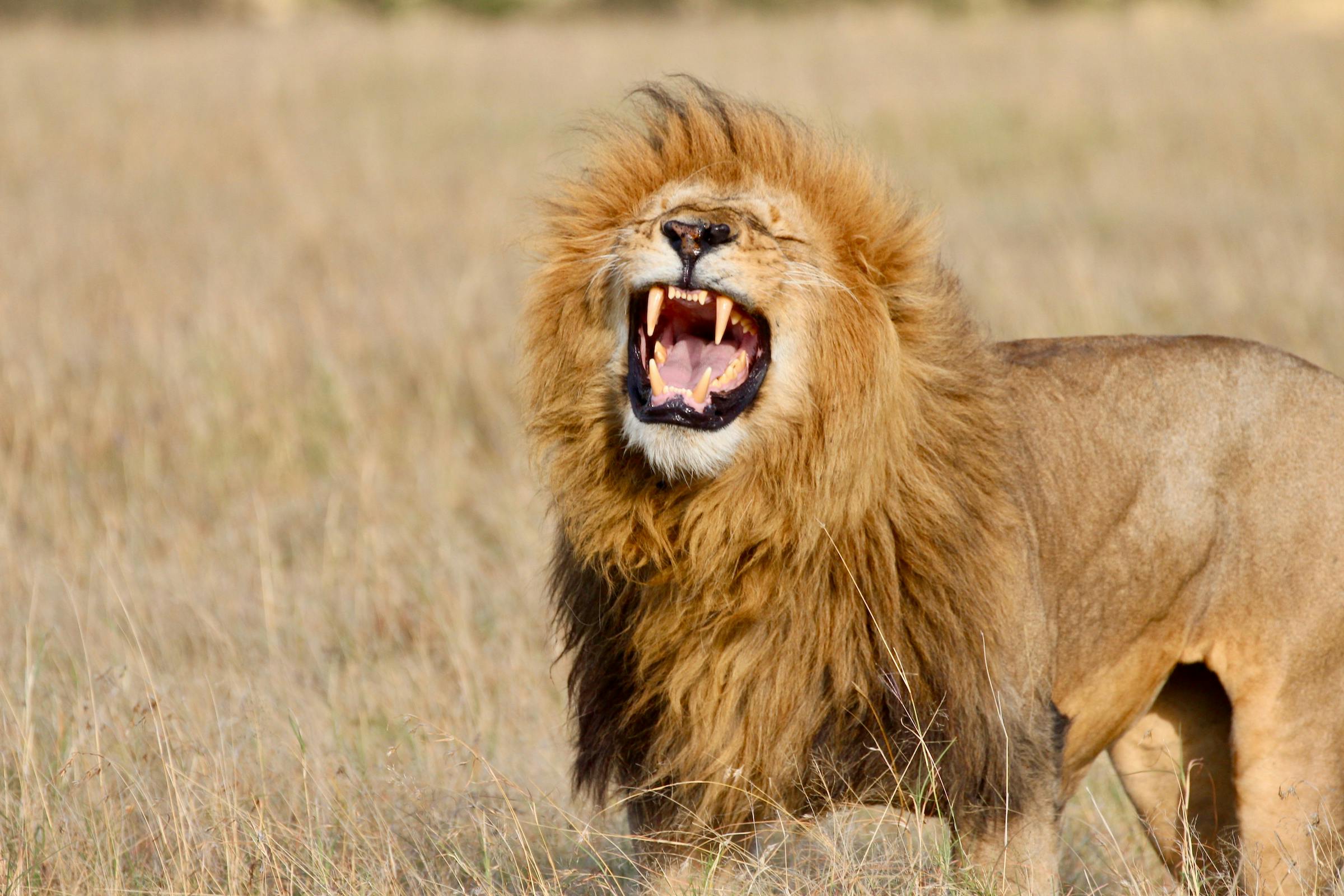 The Complexity of Lion Roars