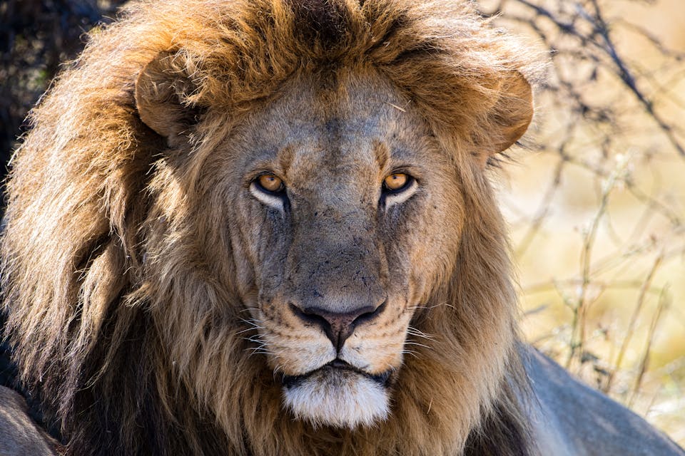 Lion Recovery Fund Aims to Halt Lion Crisis While There is Still Hope ...