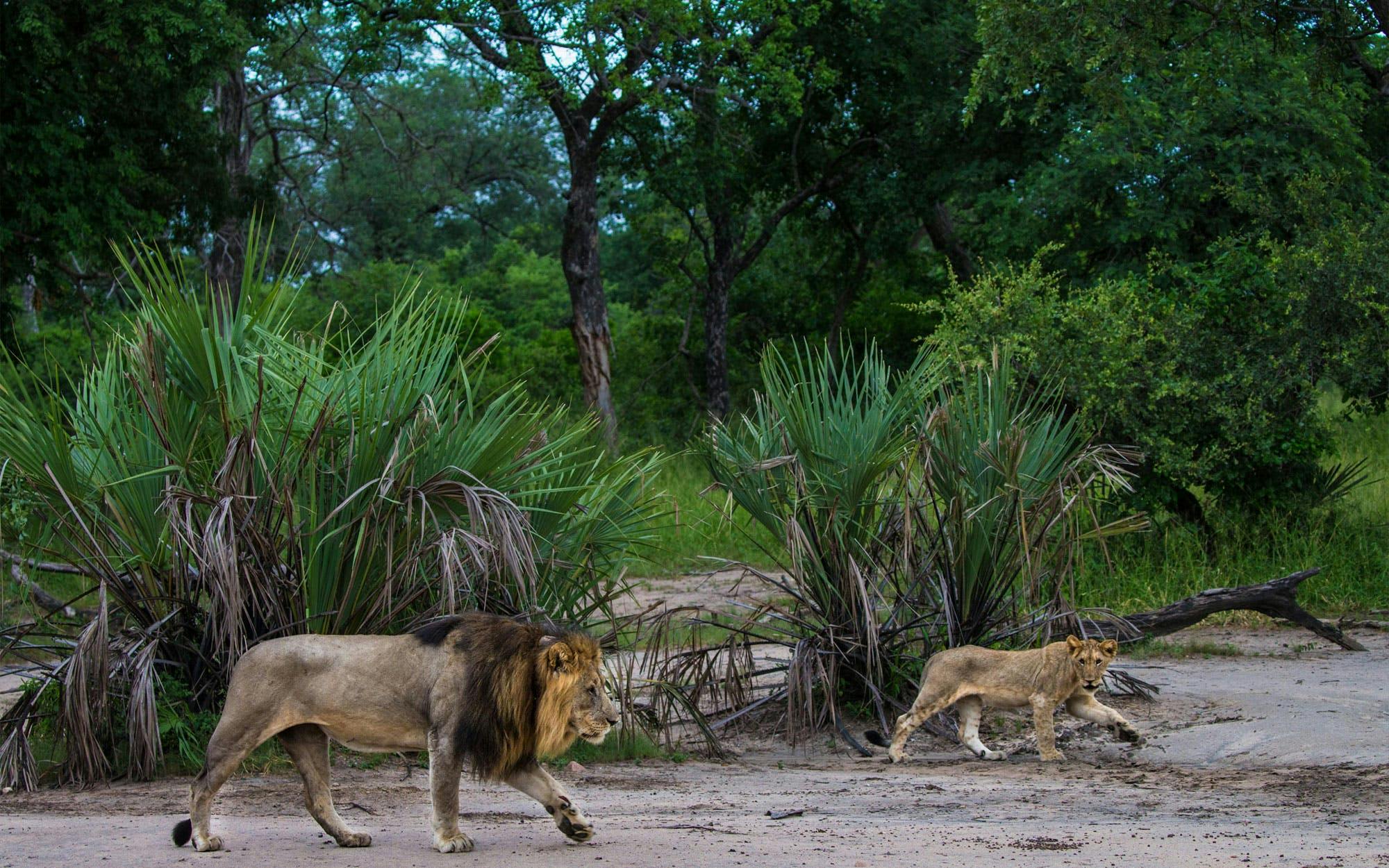 Reintroducing lions into Malawi