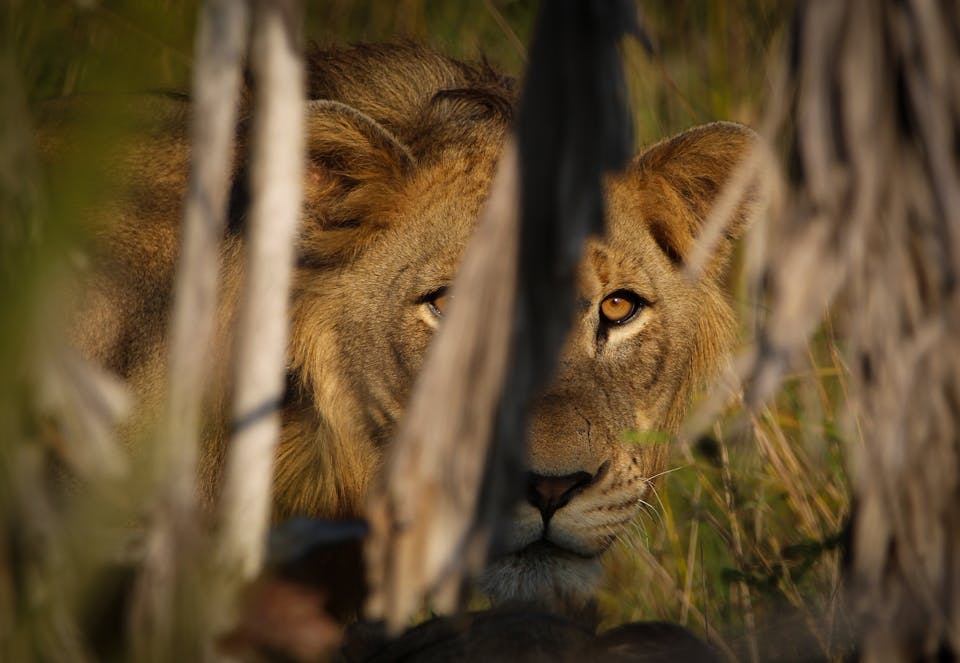 The Ecological Role of Lions Lion Recovery Fund