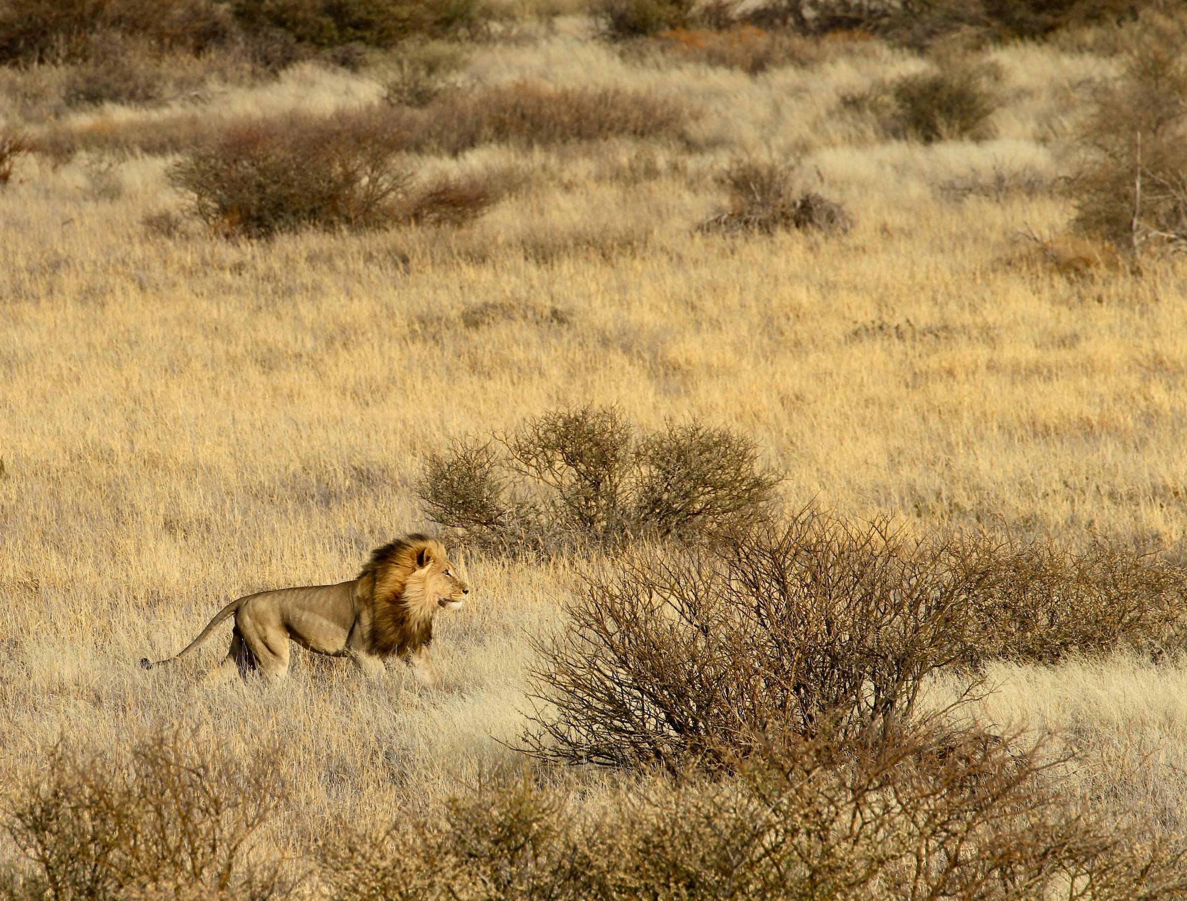 The Lion Recovery Fund Shares Updates from the Field at WCN's Virtual Expo