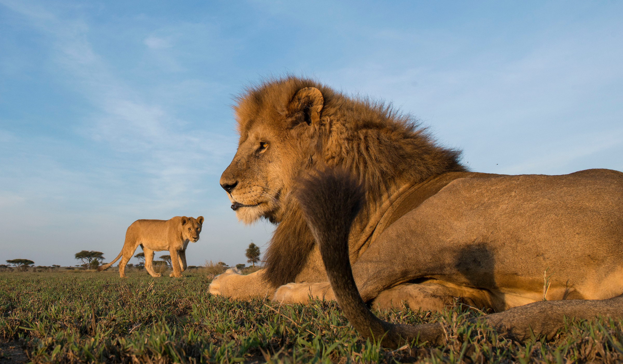 african lion pride with male