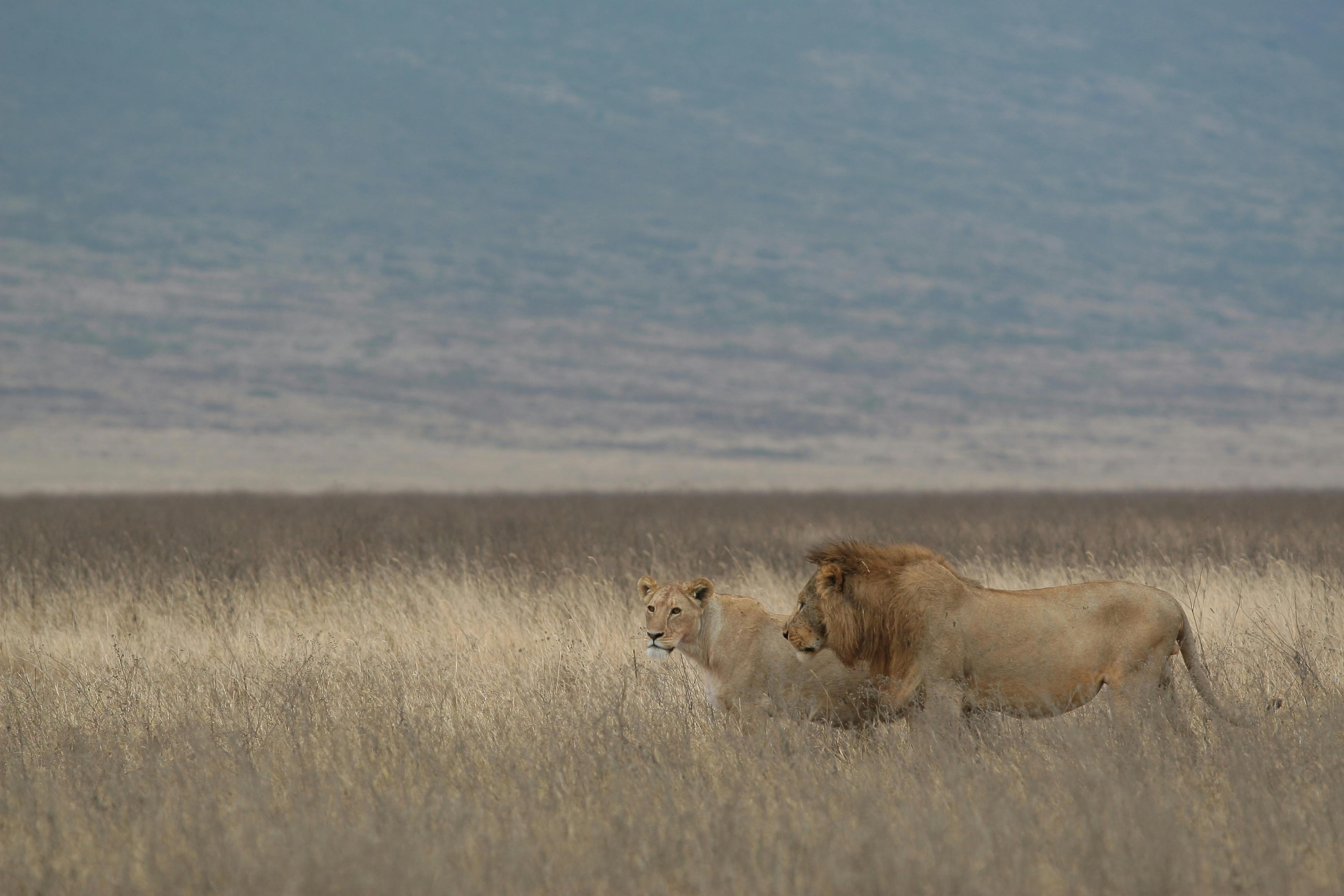 Incentive payments to encourage human-lion coexistence