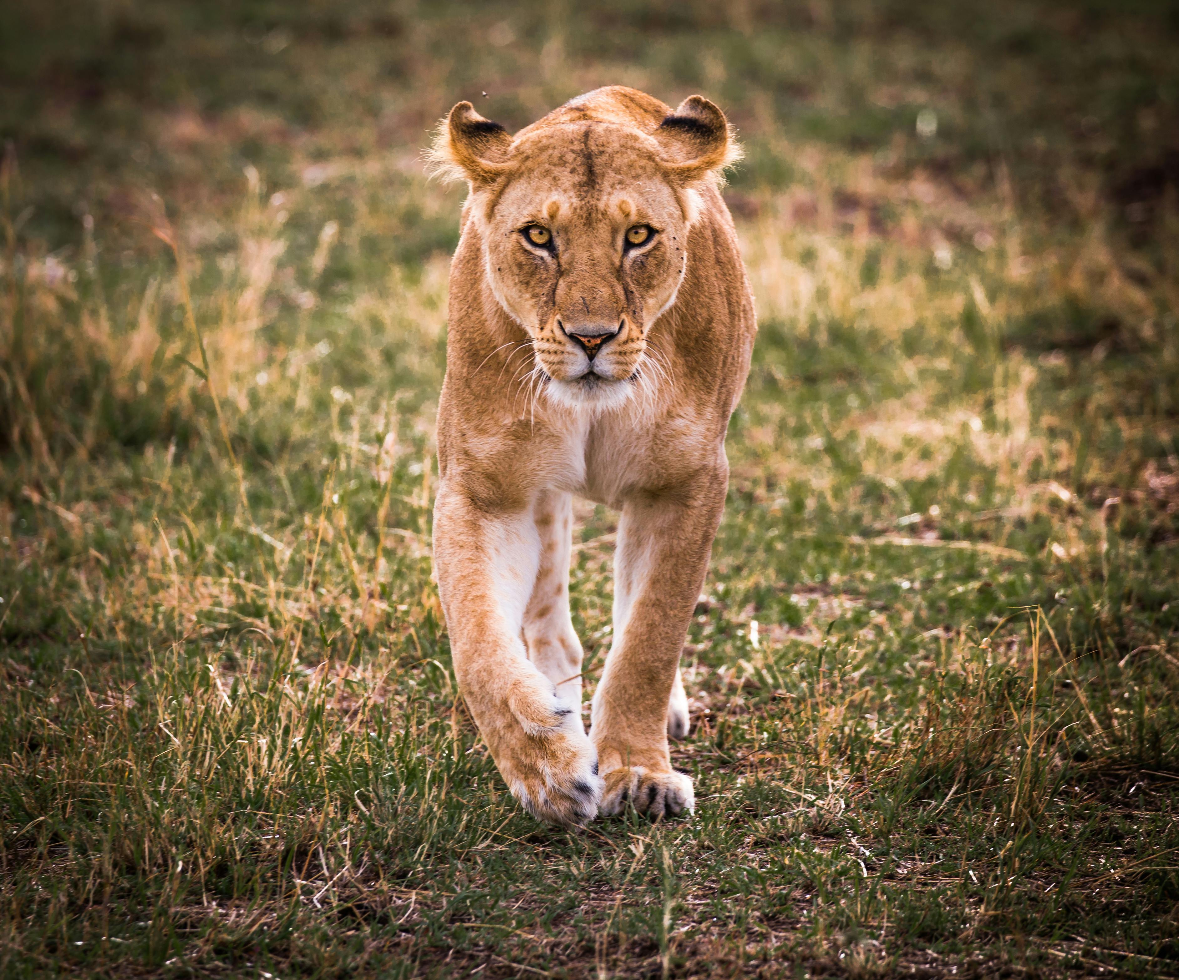 Launching a bold campaign to foster pride for lions across Tanzania