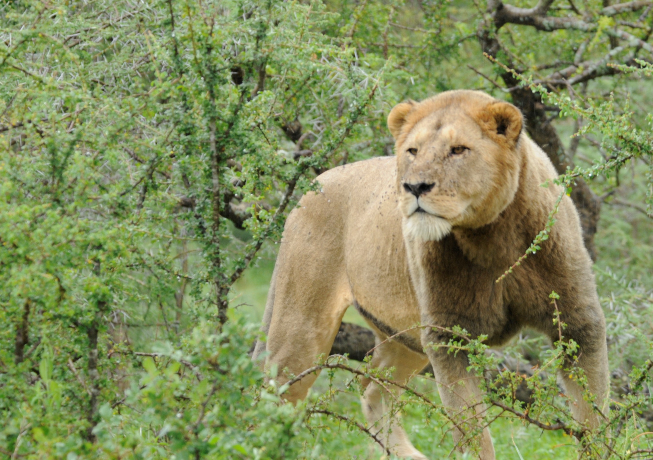 congolese spotted lion