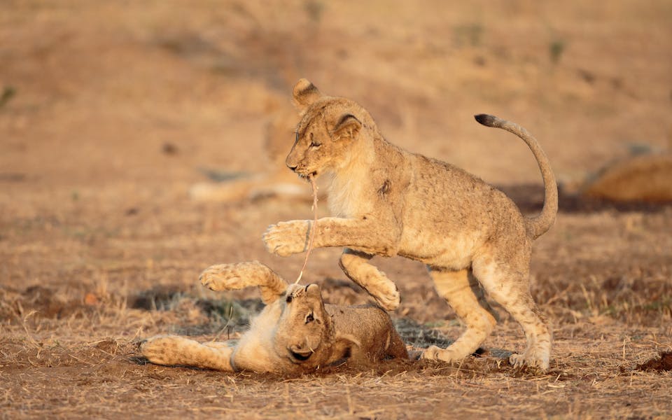 Strengthening the management of Bouba Njida National Park | Lion ...