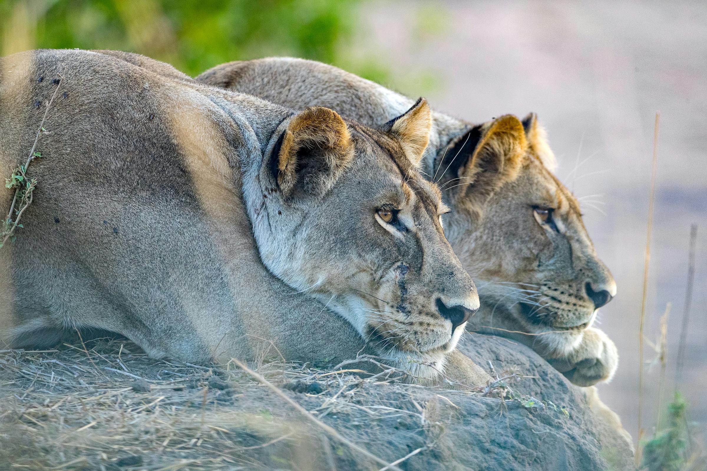 LRF Grantee Lion Landscapes Featured on CNN's Call to Earth