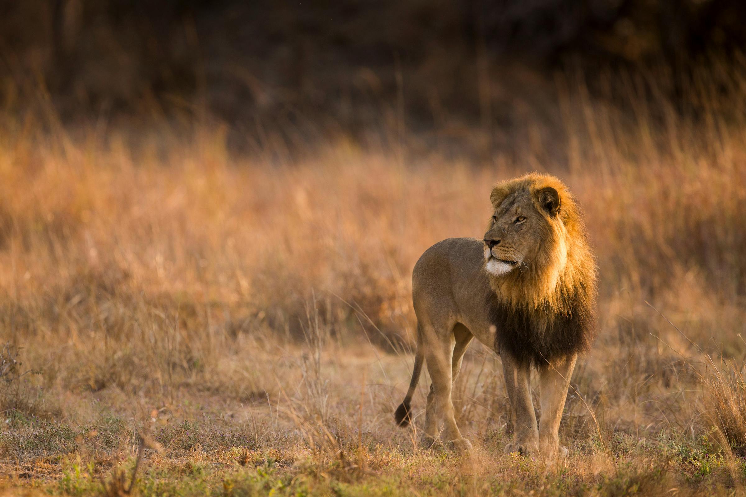 Panthera's Efforts to Save Senegal's Lions