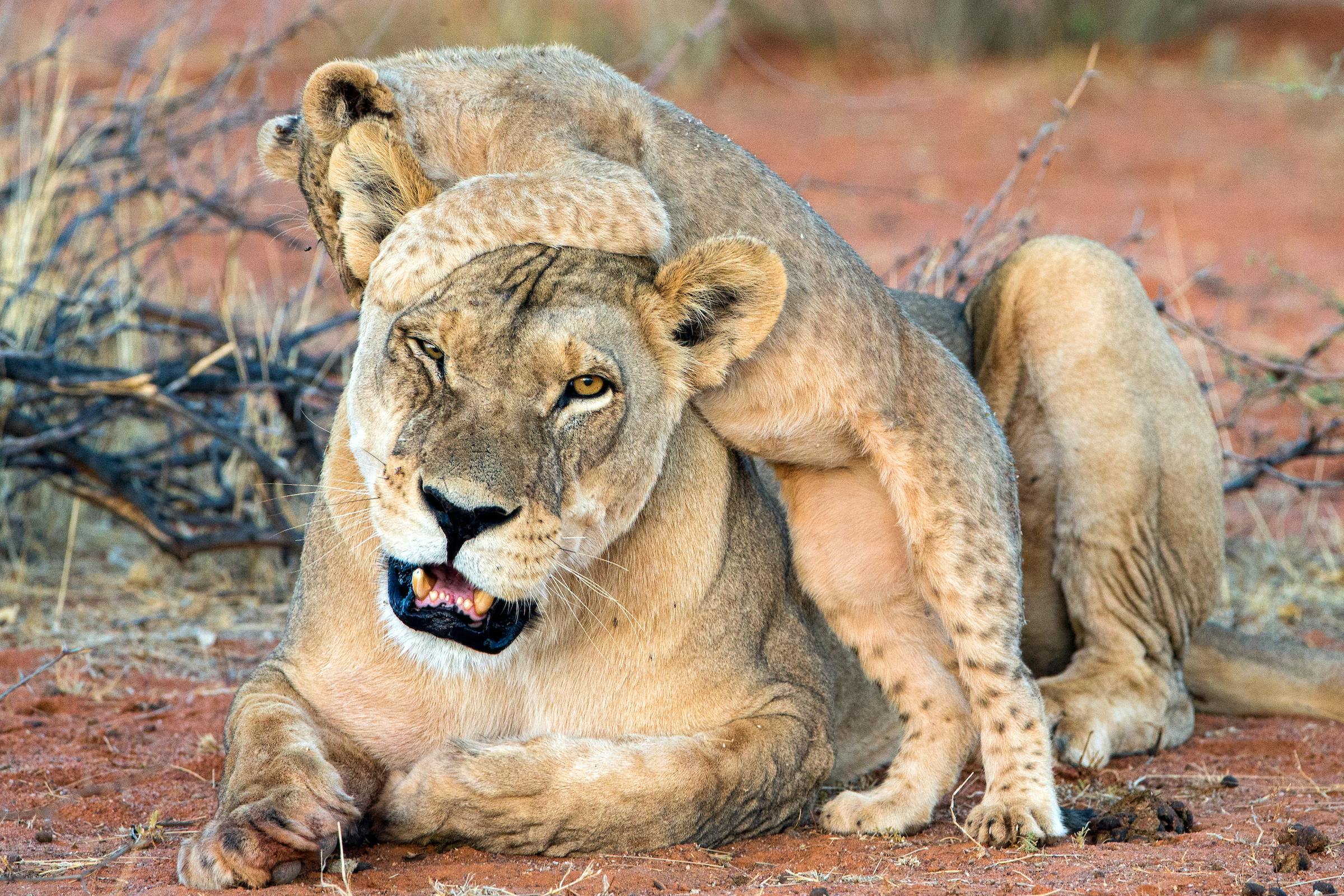 New LRF Progress Report on World Lion Day