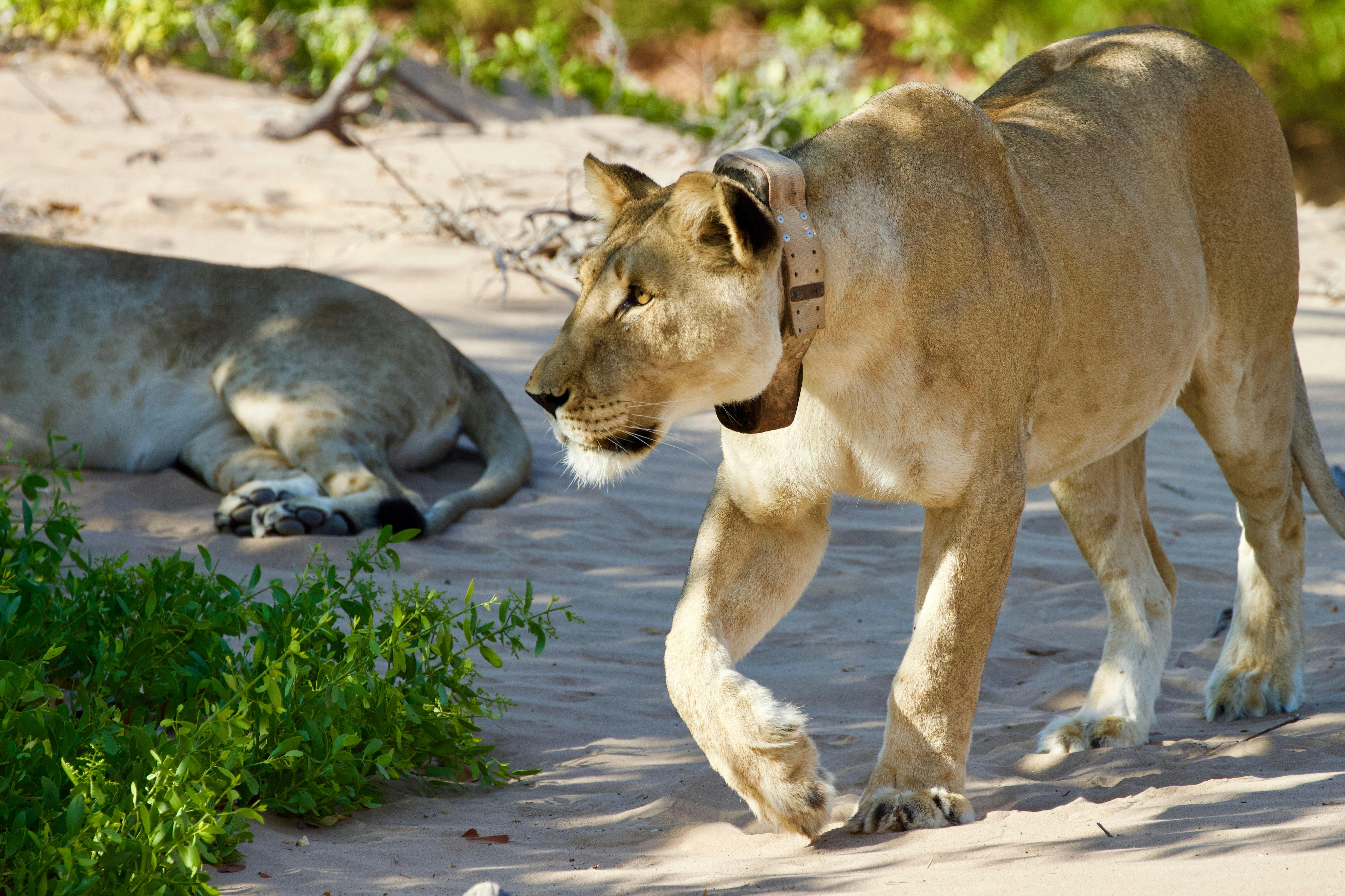 preventing-human-wildlife-conflict-for-desert-lions-lion-recovery-fund