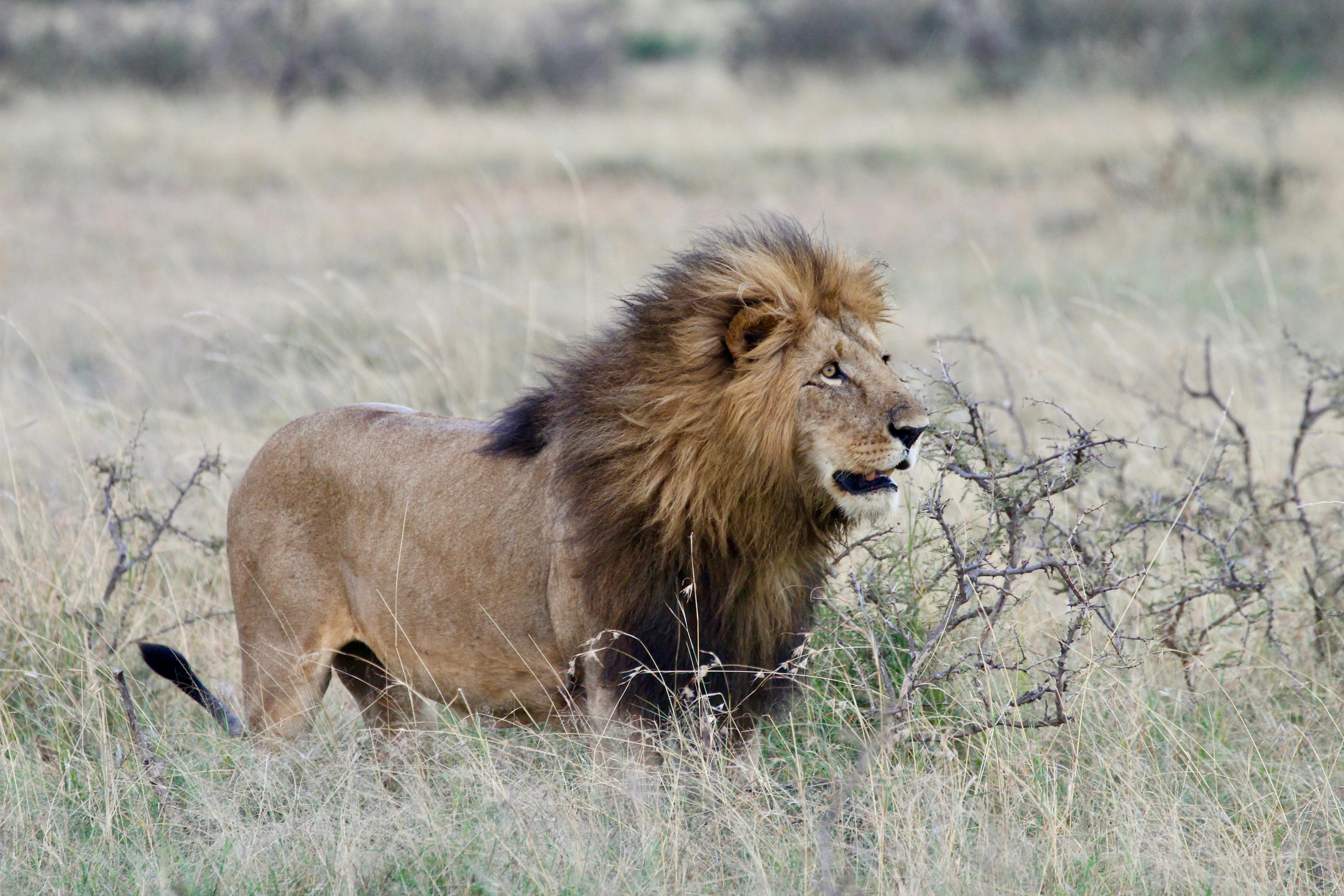 Counting Kenya's lions through a country-wide survey