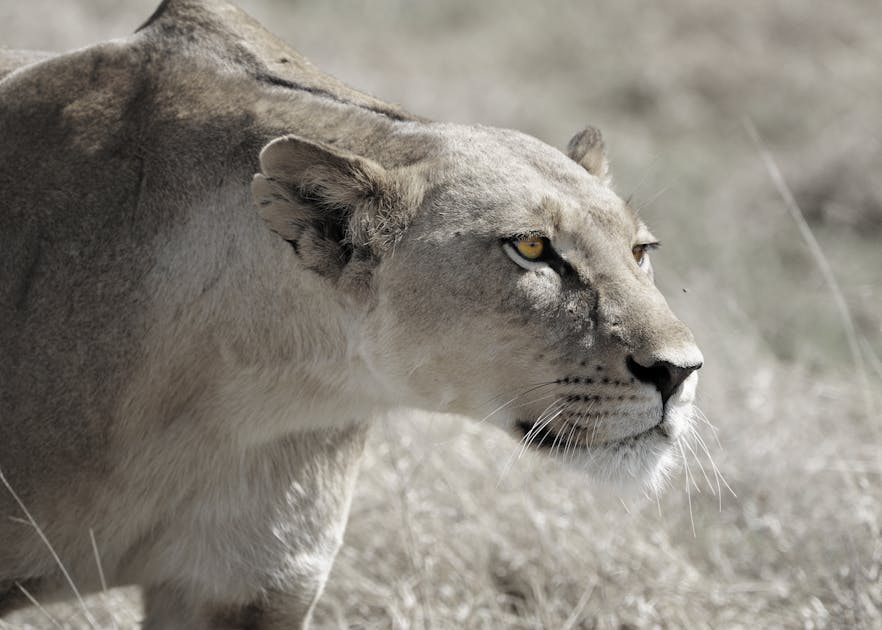 Developing A Law Enforcement Strategy For Kafue National Park Lion Recovery Fund
