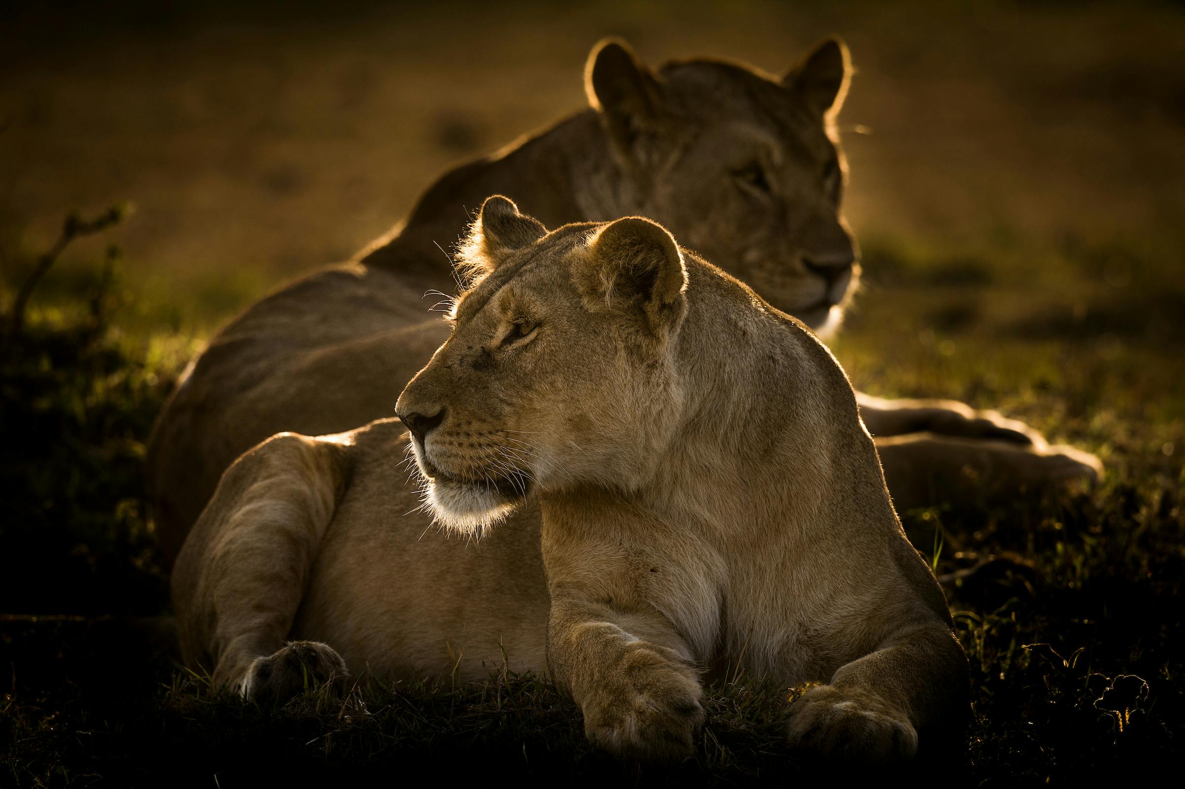Recovering lions in Africa’s hyper-biodiverse heartlands