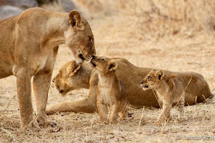 Mitigating human-lion conflict in the Laikipia County of Kenya 