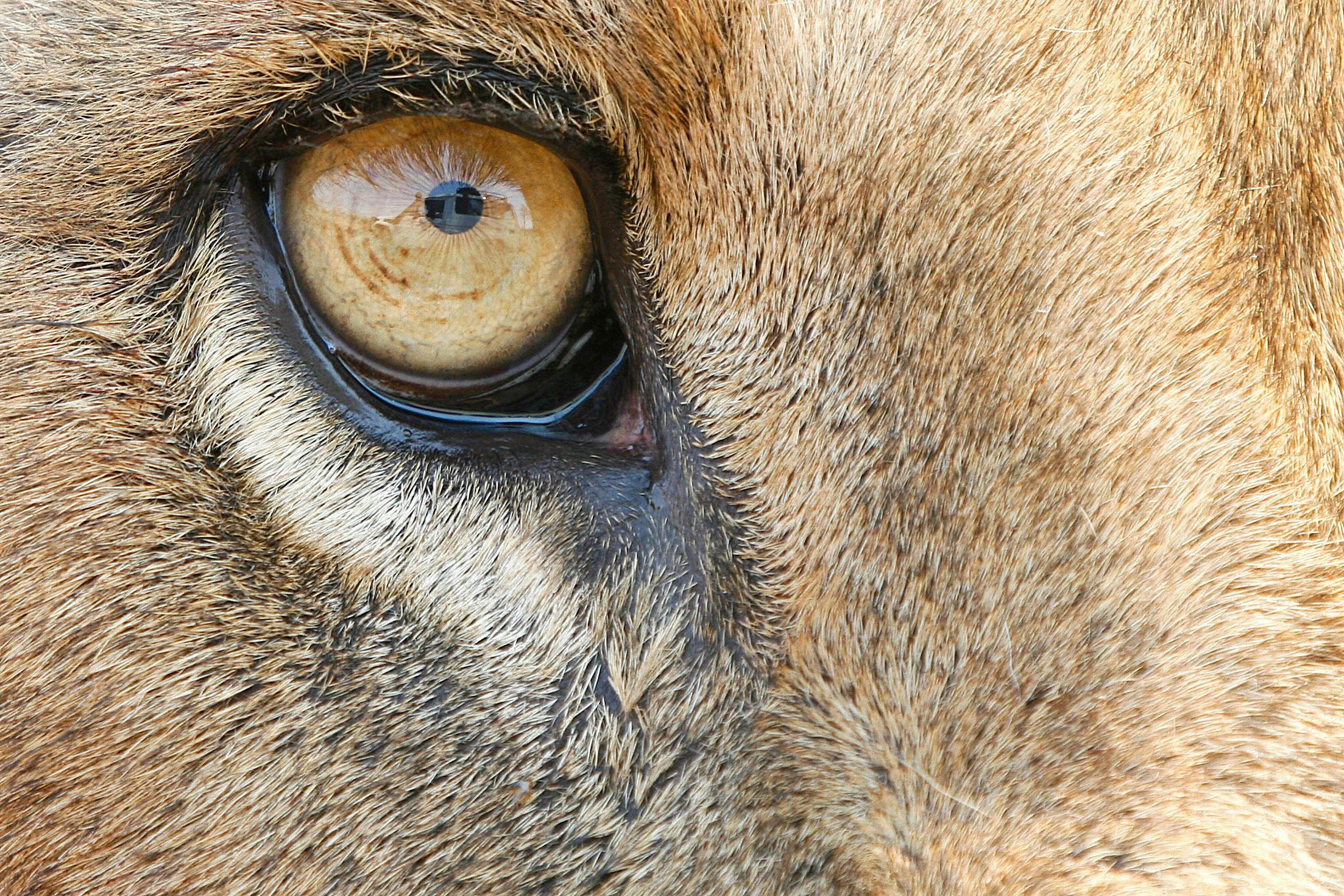 South Africa Bans Commercialized Captive Lion Facilities